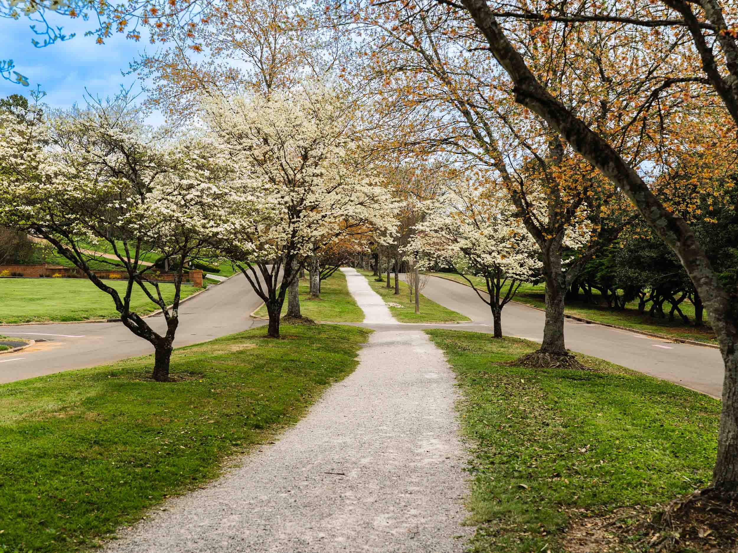 Cherokee Boulevard in Knoxville, Tennessee, which follows the shoreline of the Tennessee River - taken in the spring when the Dogwood trees were in bloom.