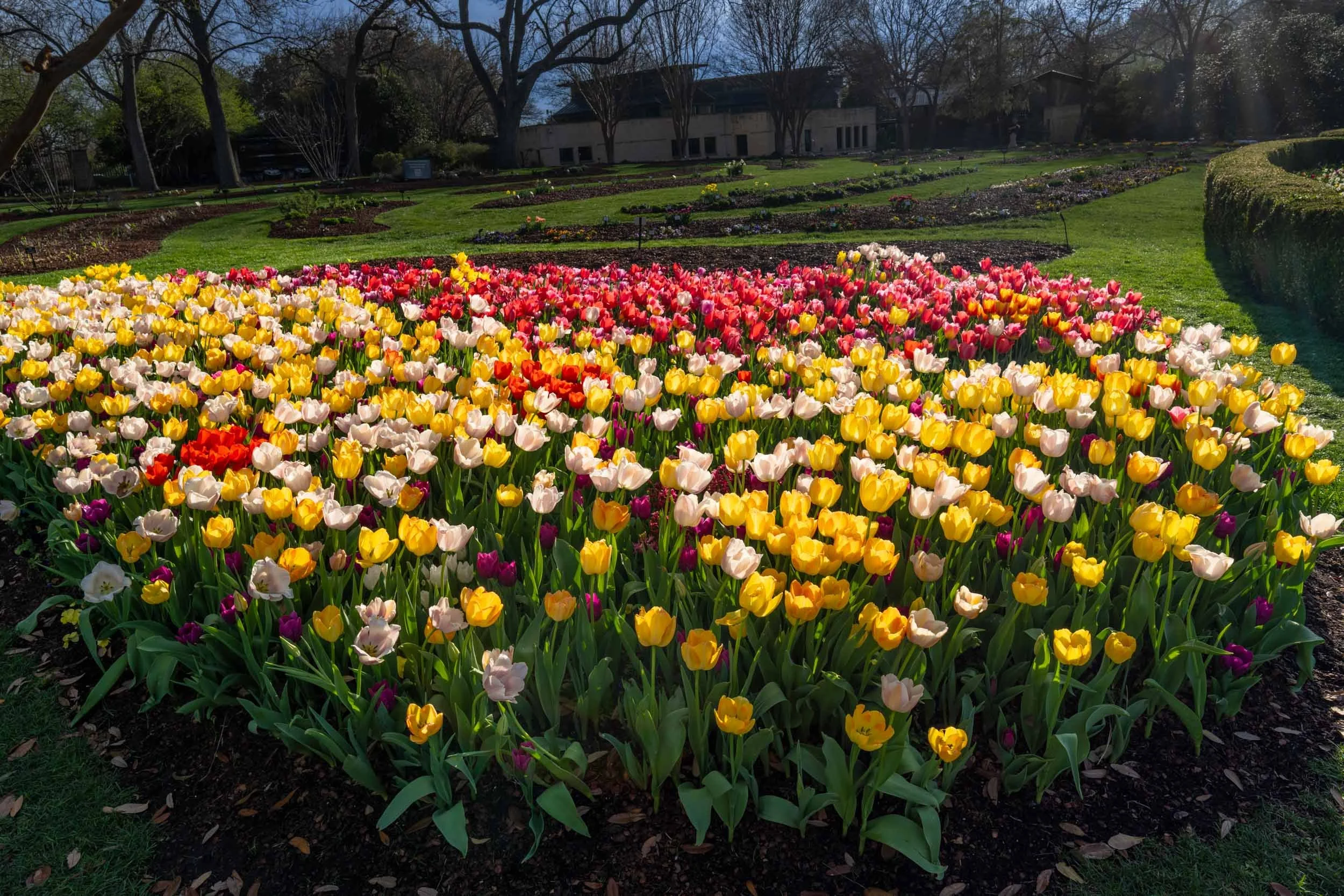 There are so many tulips at the Dallas Arboretum in the spring. So many colors.  Nature and gardeners create perfect scenes  for a photographer.