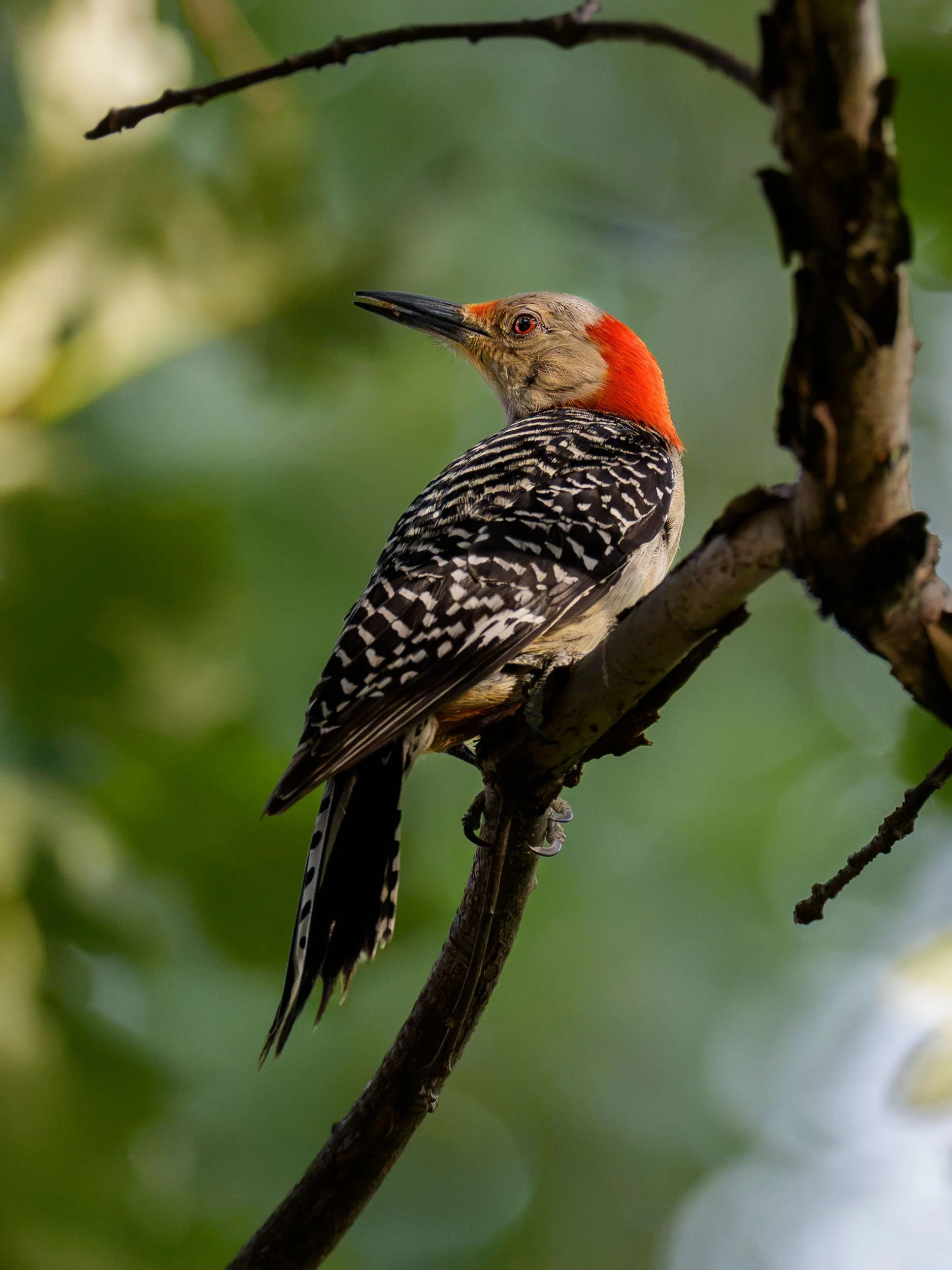 Red-bellied Woodpecker