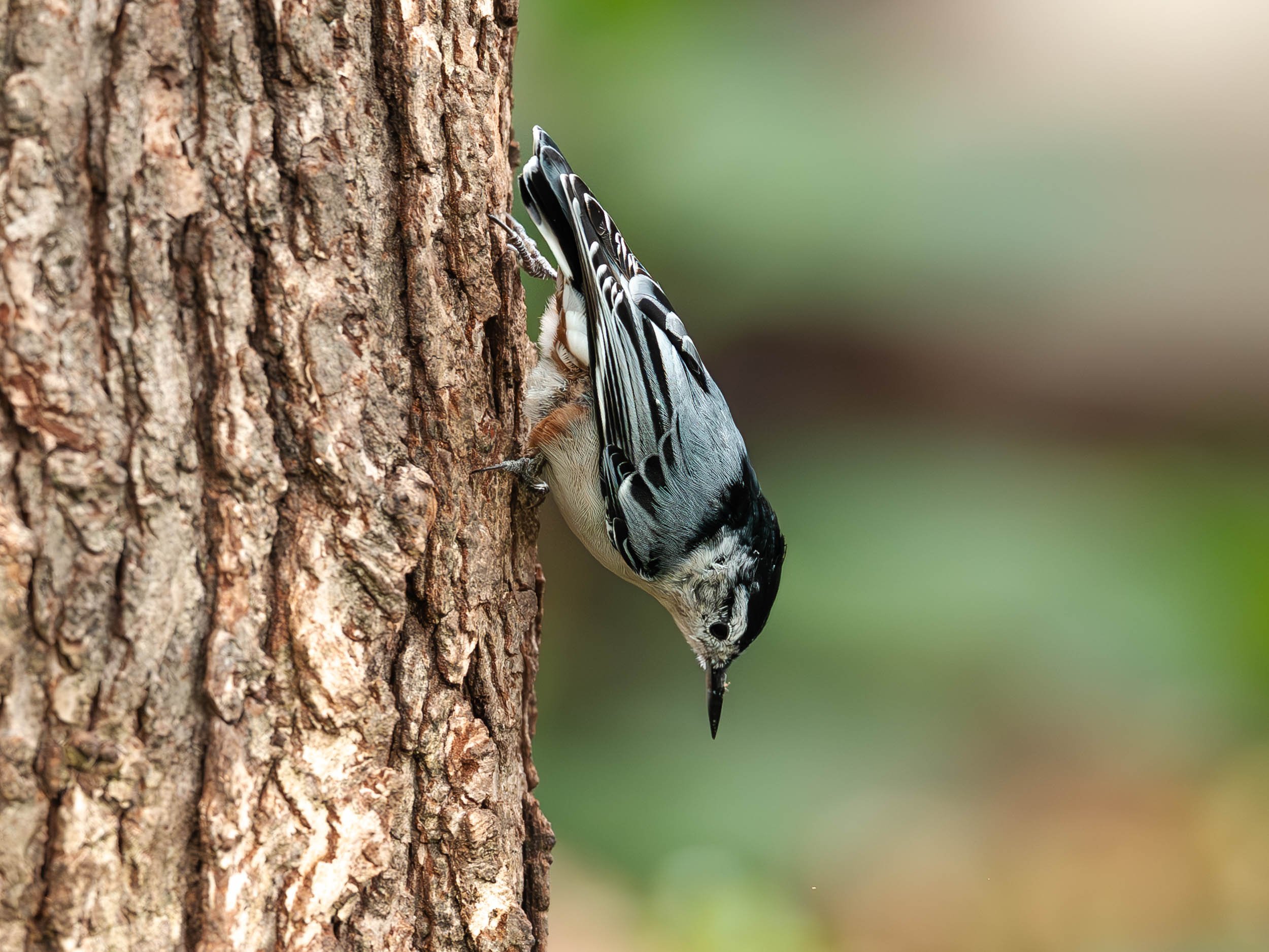 White Breasted Nuthatch
