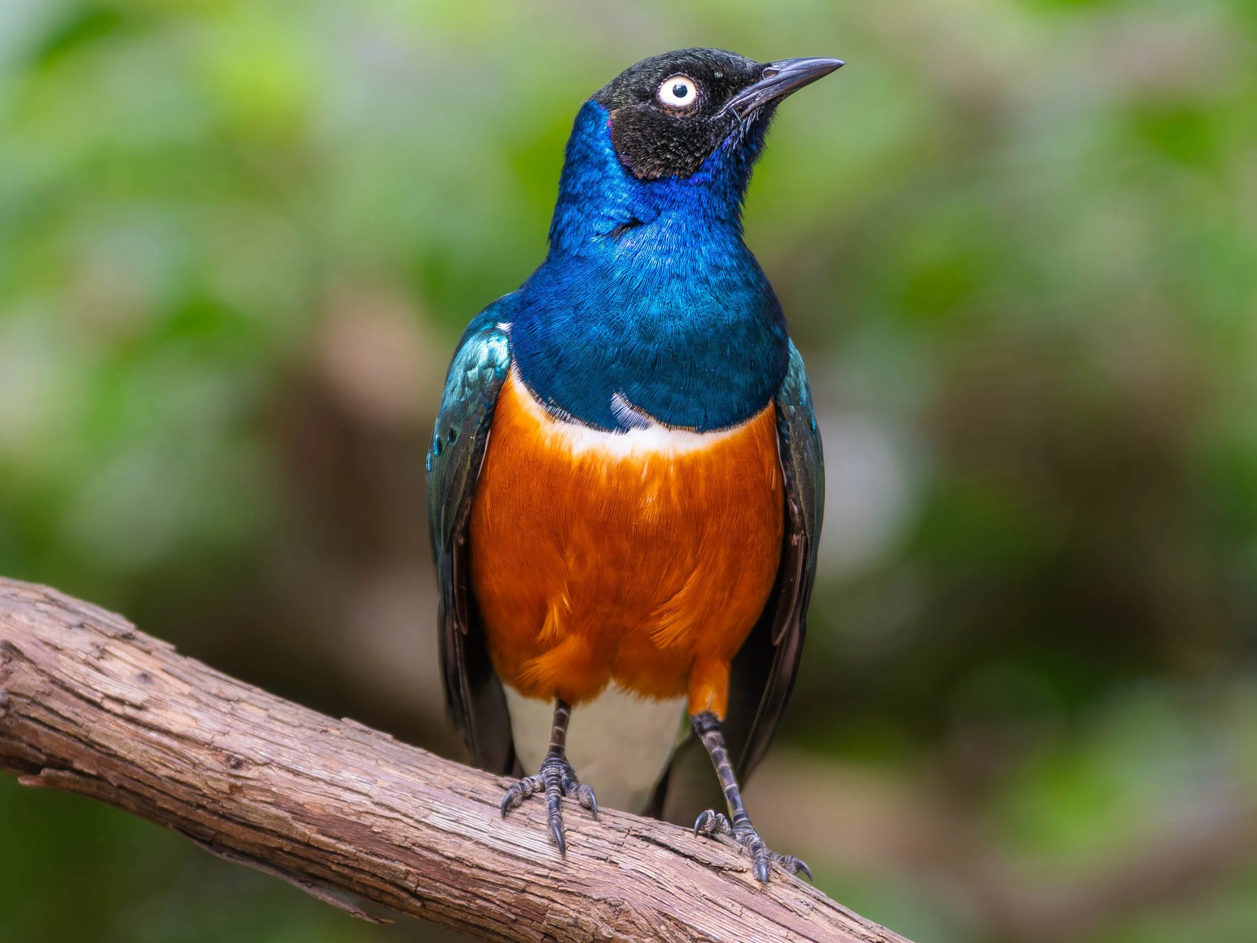 Superb Starling at Mill Mountain Zoo