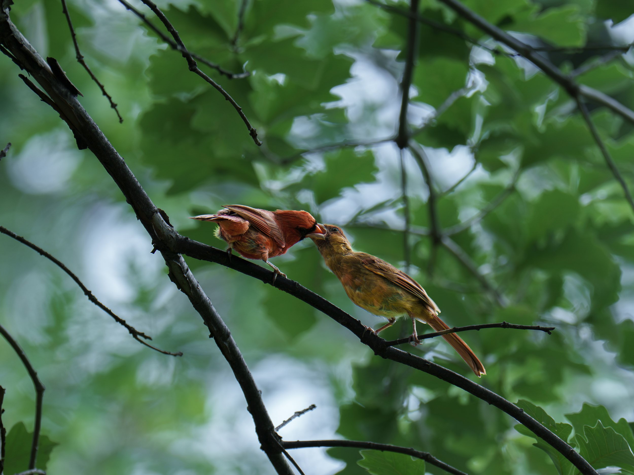 A male cardinal returns from the bird feeder and feeds his female cardinal companion. I got several good pictures of this pair of cardinals together, so they must have been a "couple."