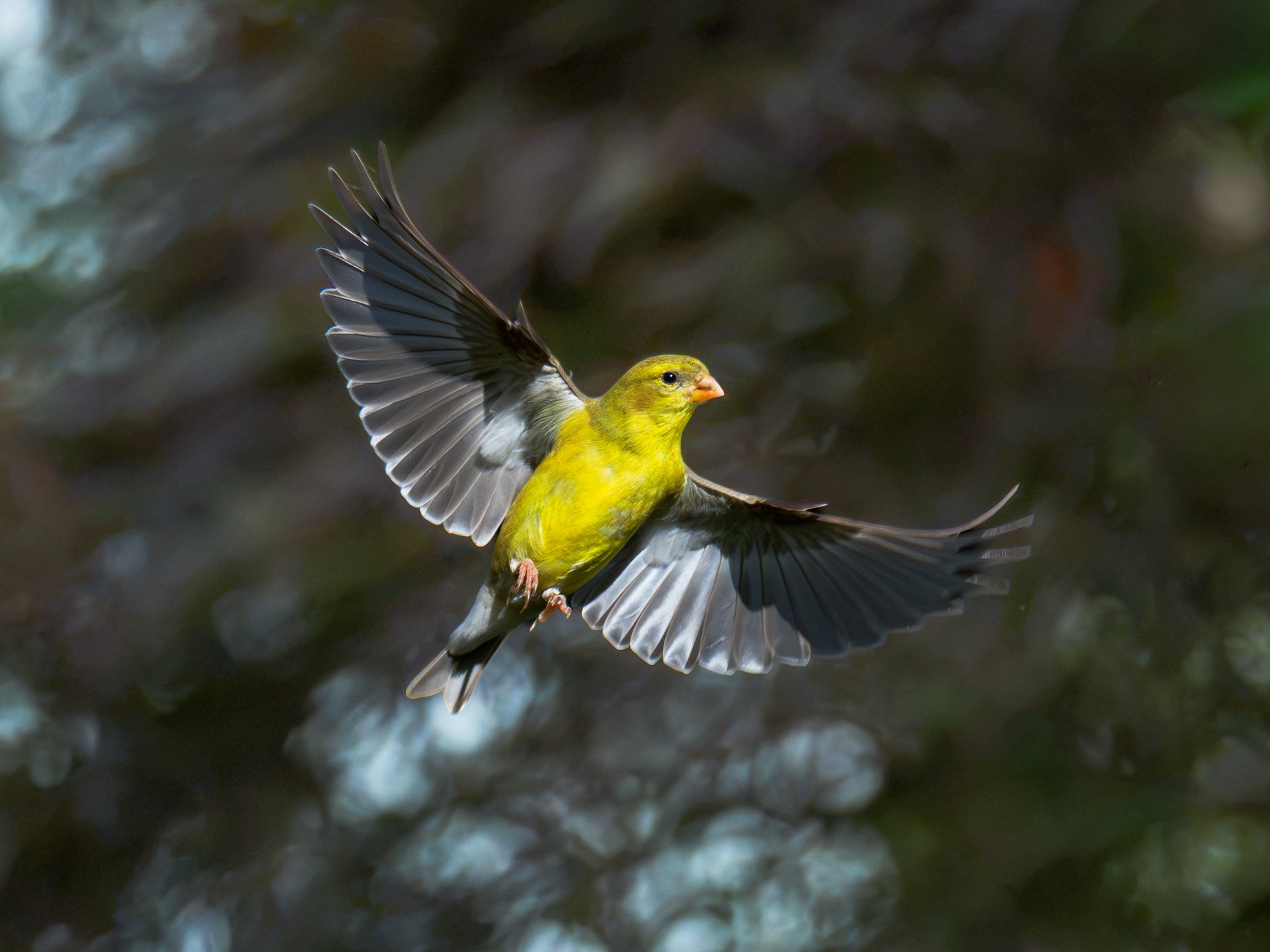 Goldfinch