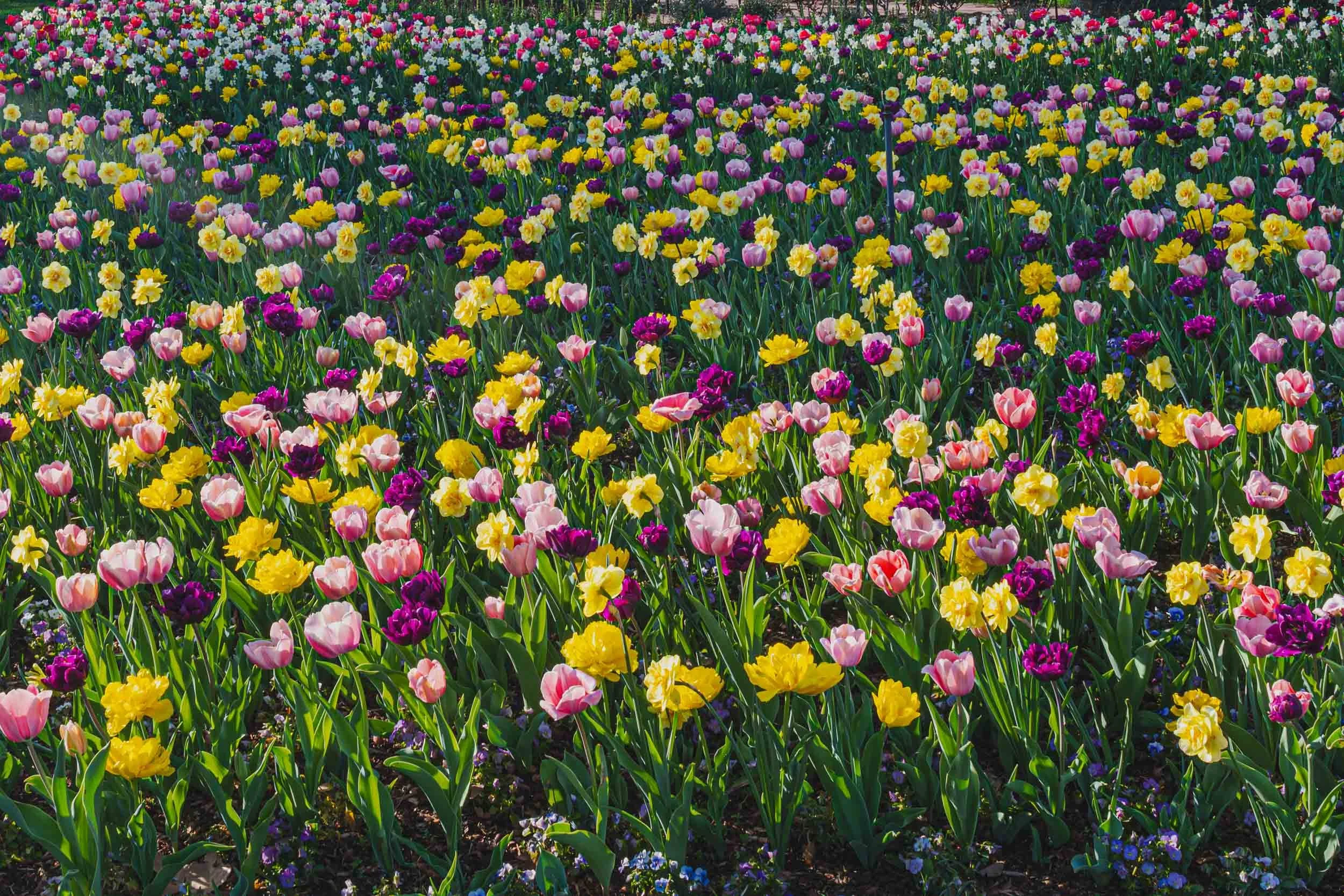 DallasBlooms_433-Enhanced-NR.jpg