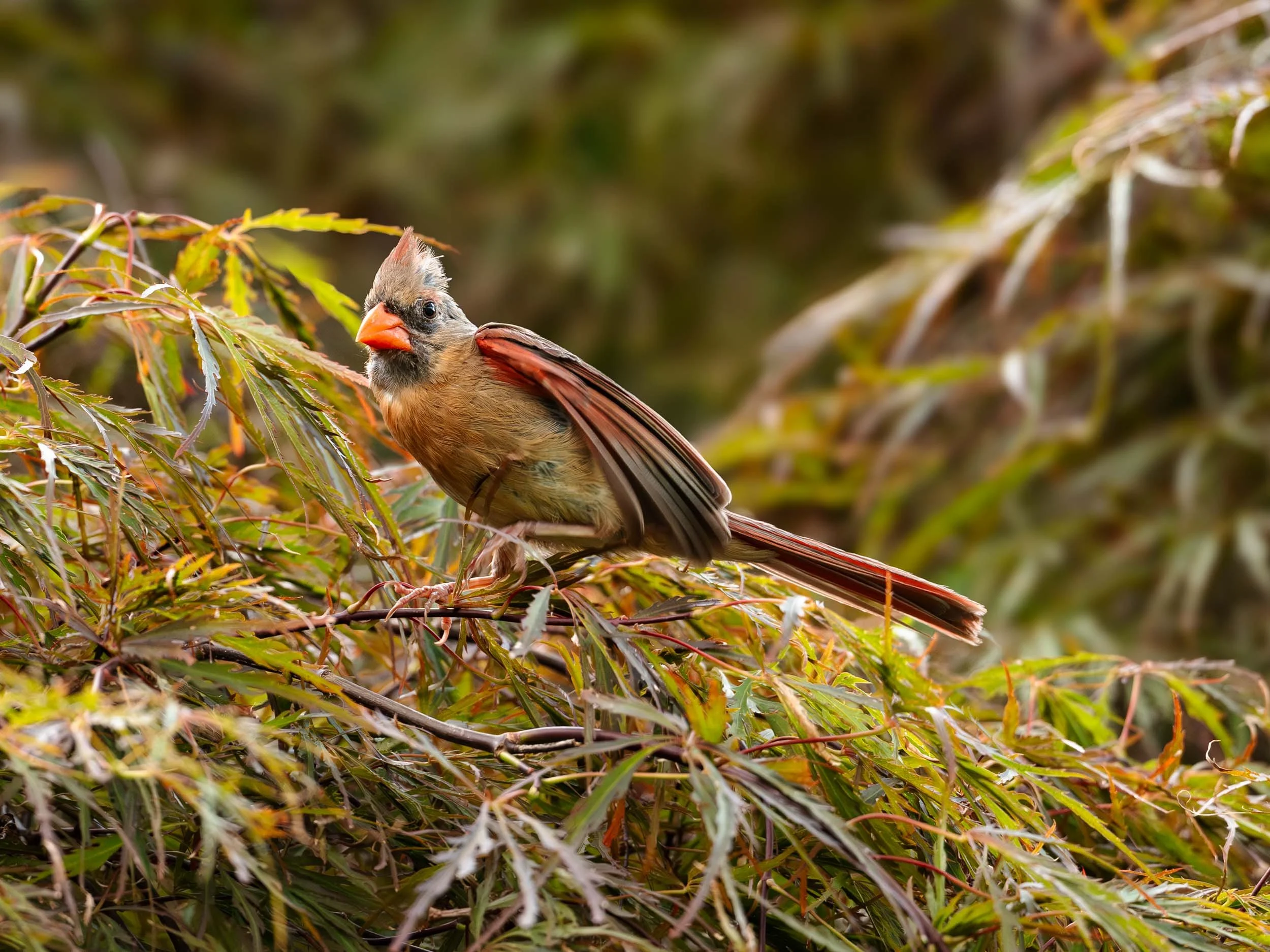 Female Cardinal
