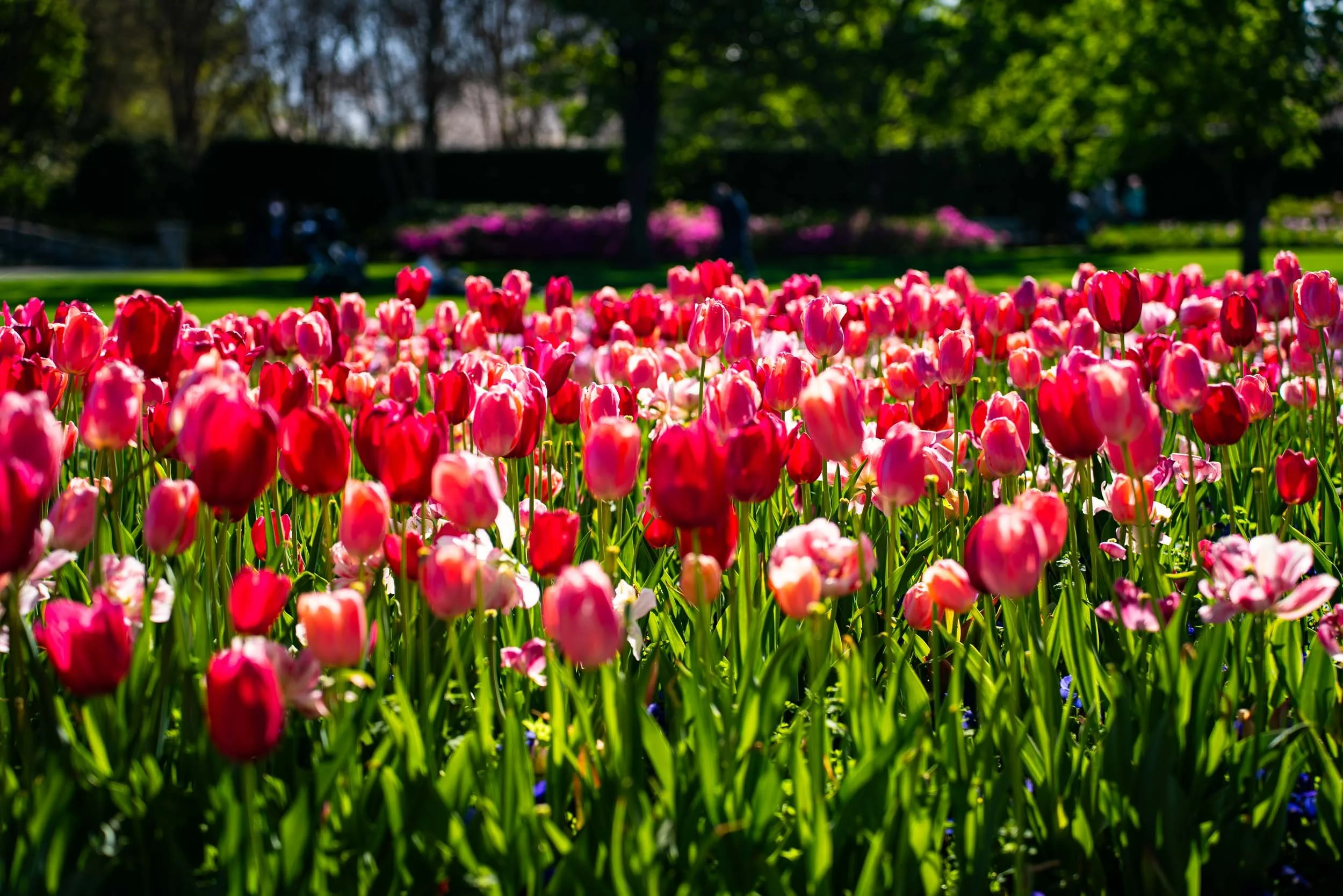 DallasBlooms-29.jpg