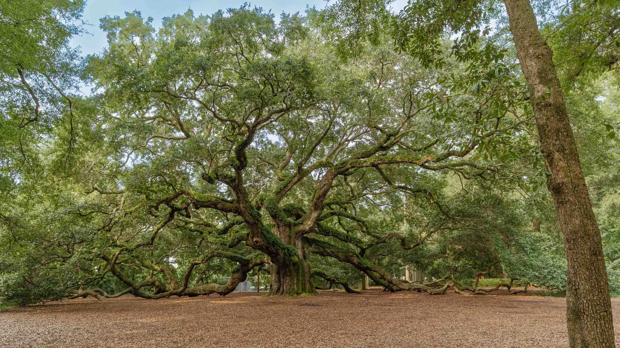 Johns Island is located in Charleston County, South Carolina. It is home to the historic Angel Oak, an iconic 400 to 500-year-old Southern live oak. It stands 65 feet tall with a canopy covering 17,000 square feet. Its circumference is 25 feet.