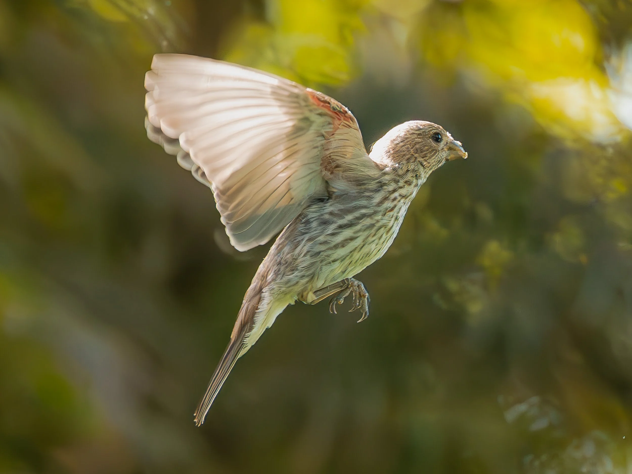 Female House Finch