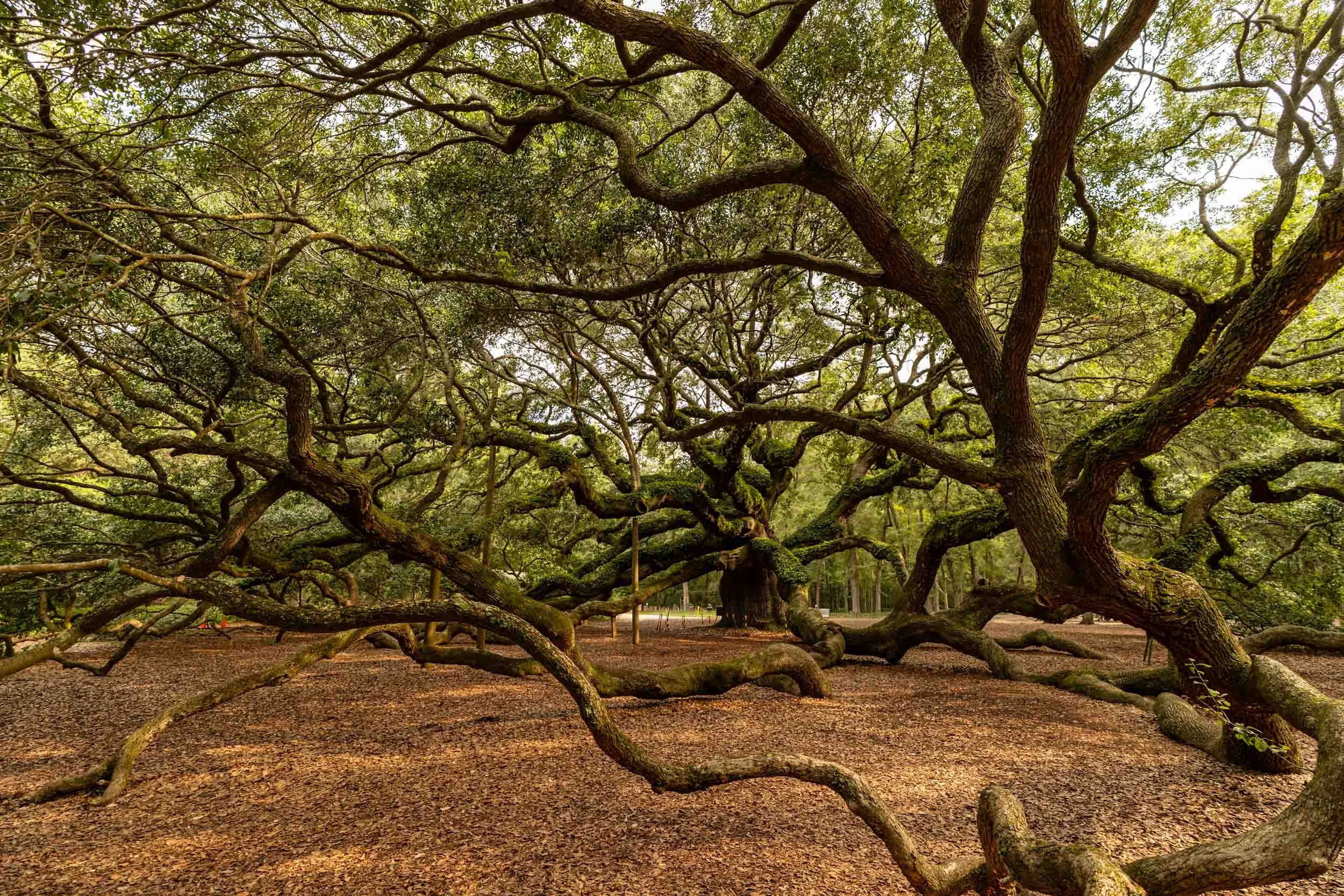 Or the Angel Oak was a young sapling when Jamestown was settled 1607.