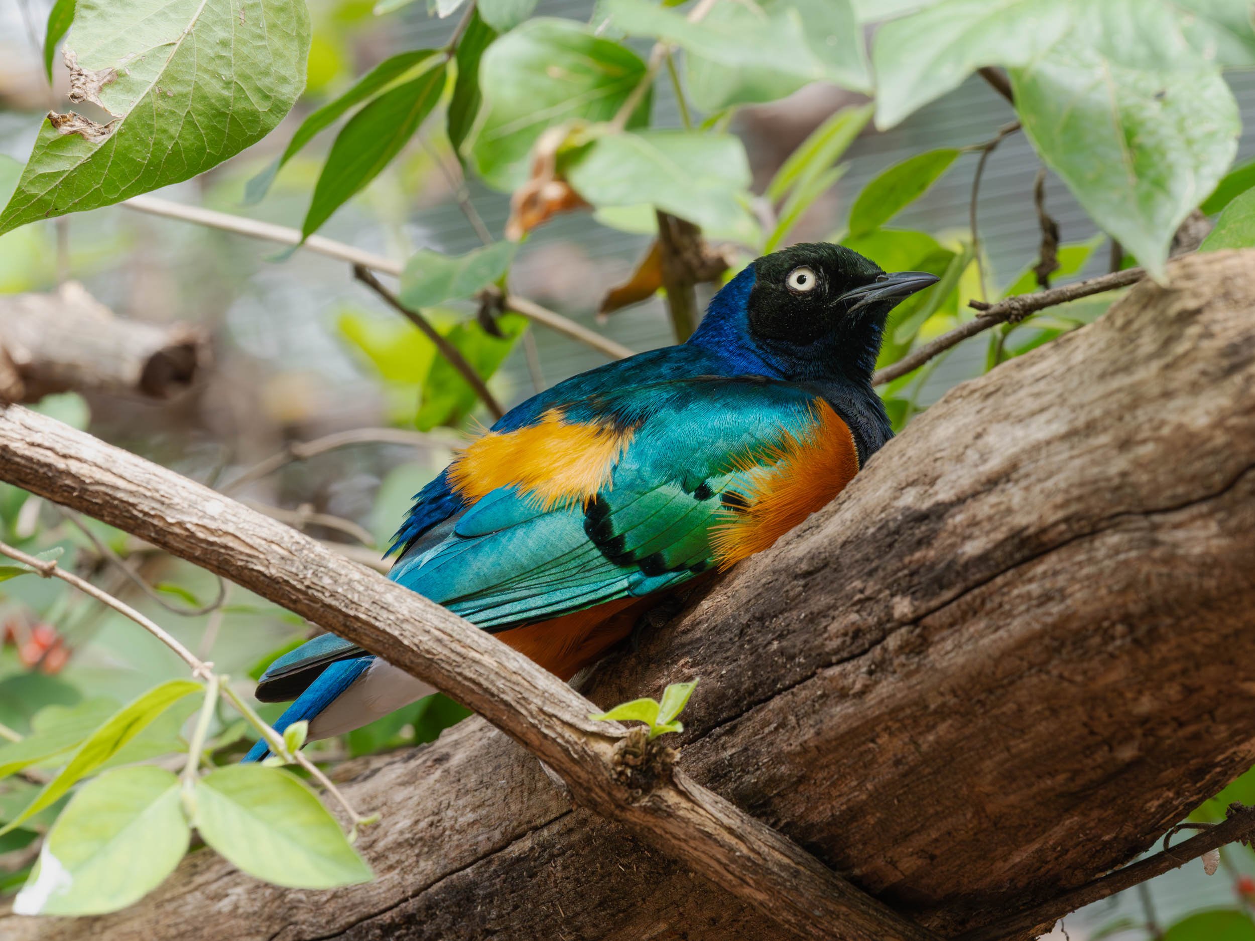 Superb Starling at Mill Mountain Bird Sanctuary