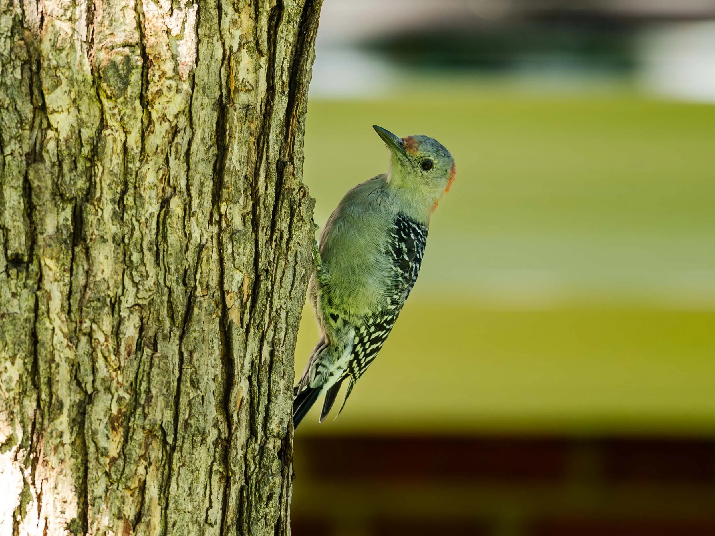 Downy Woodpecker