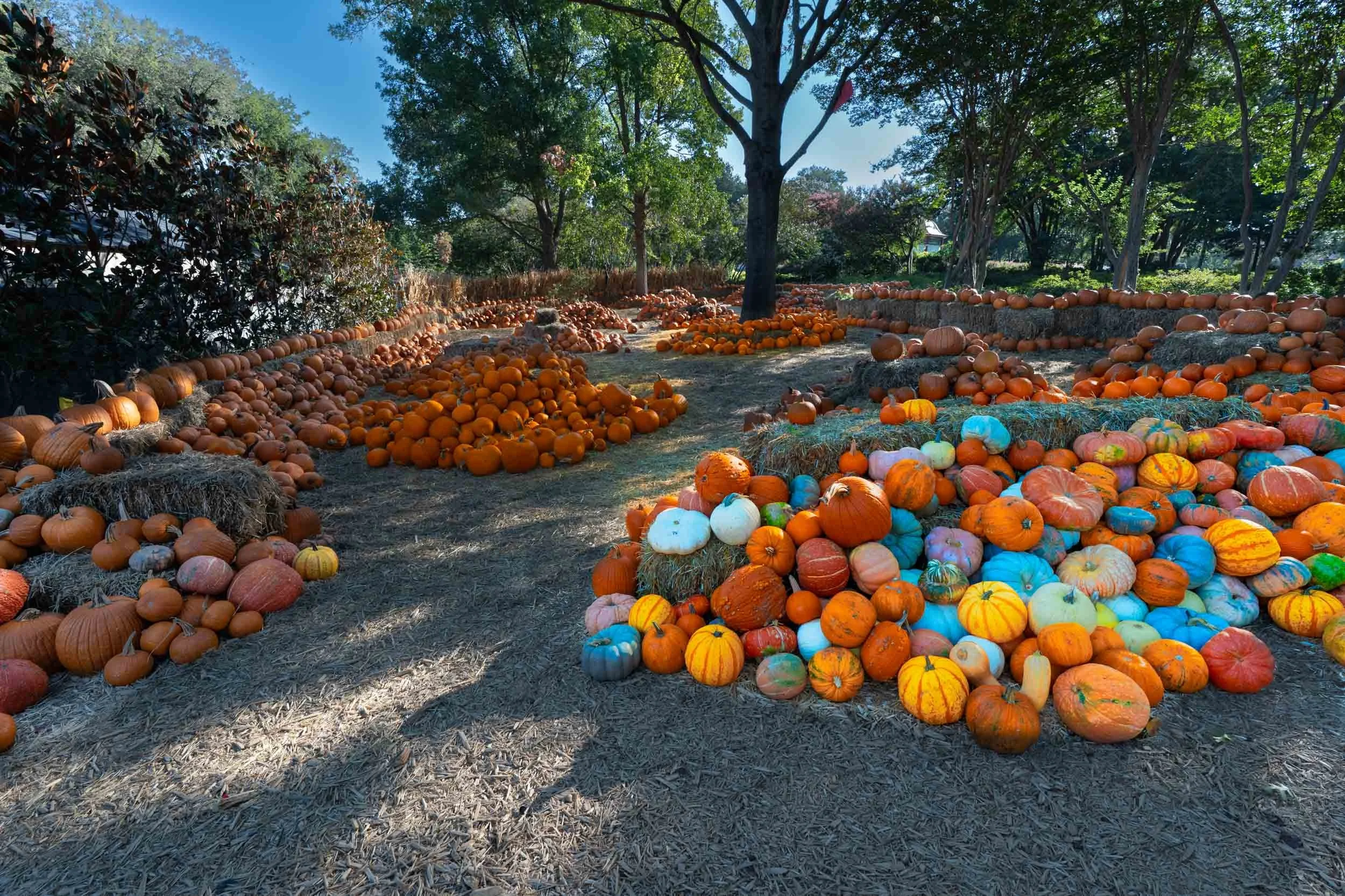 AutumnArboretum-33.jpg
