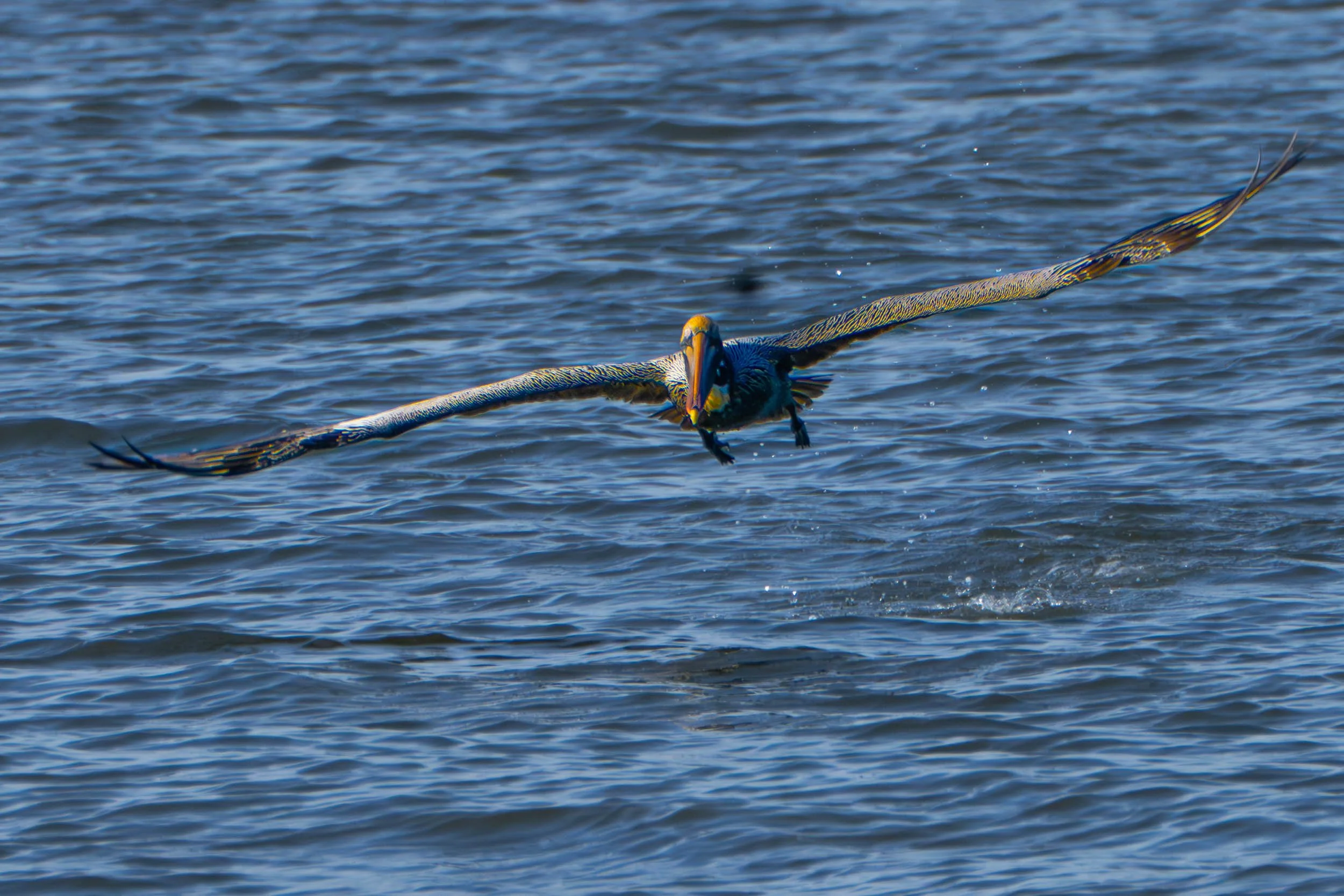 Pelican