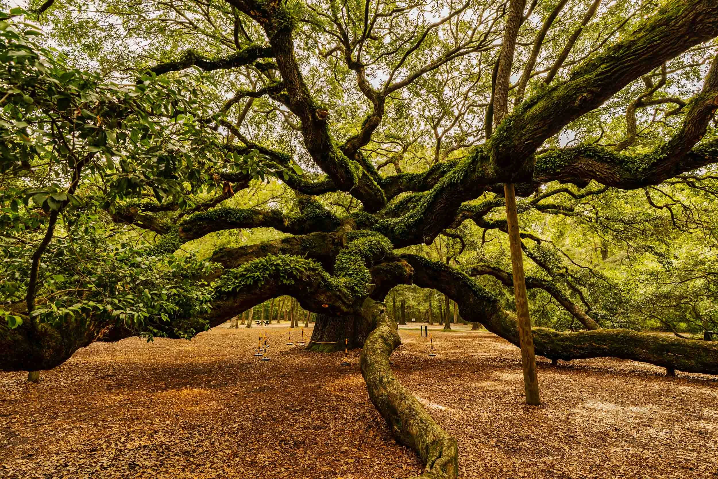 The Angel Oak was very likely a young sapling when the Pilgrims arrived in 1620.