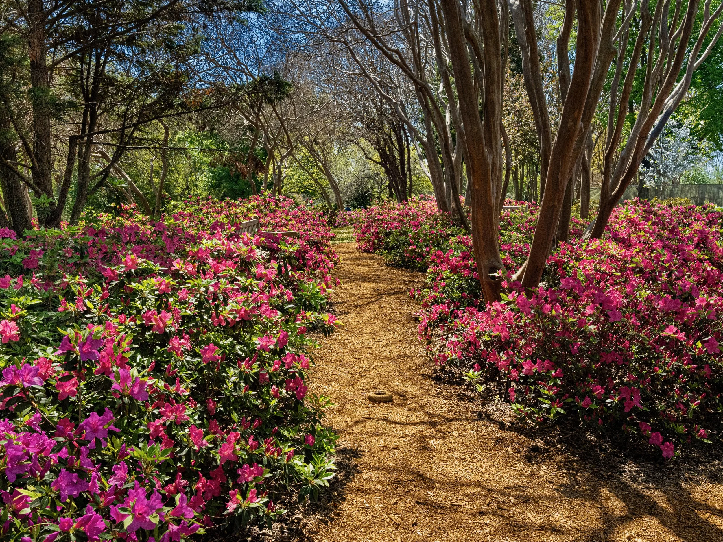 DallasBlooms_456.jpeg