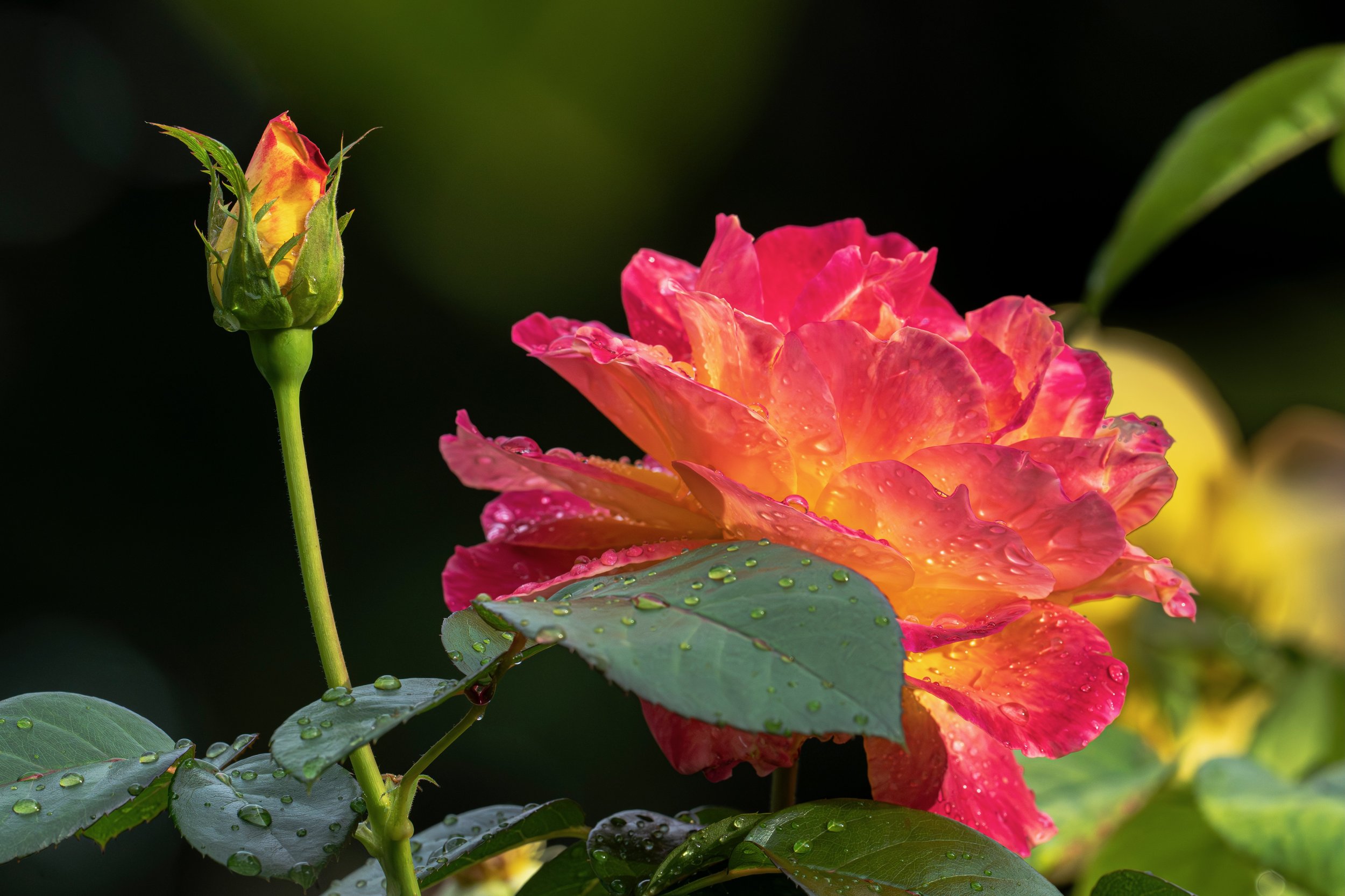 Flowers_A7_2020.jpeg
