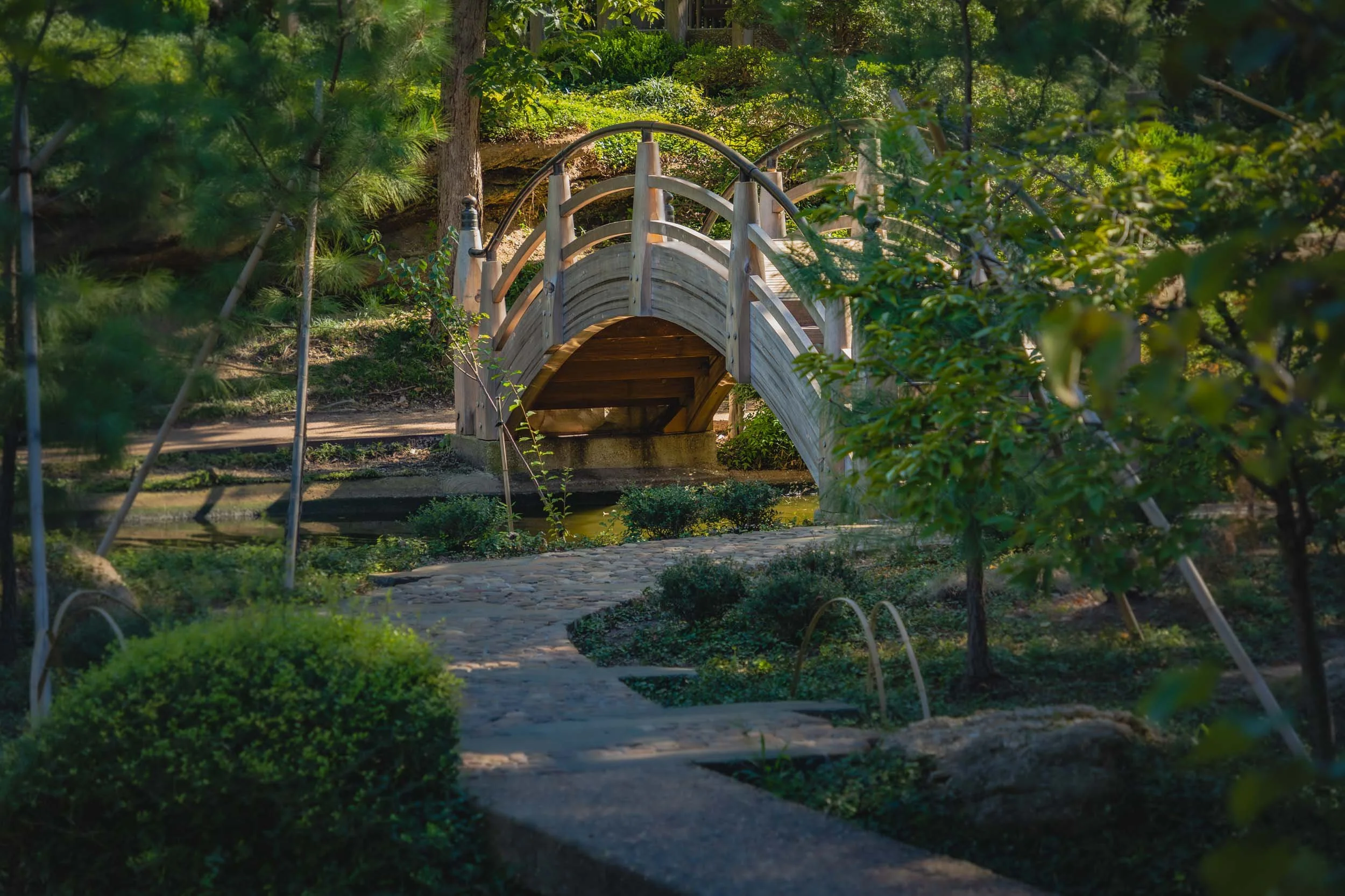 Wooden Japanese arched footbridge and the Fort Worth Botanic Garden.