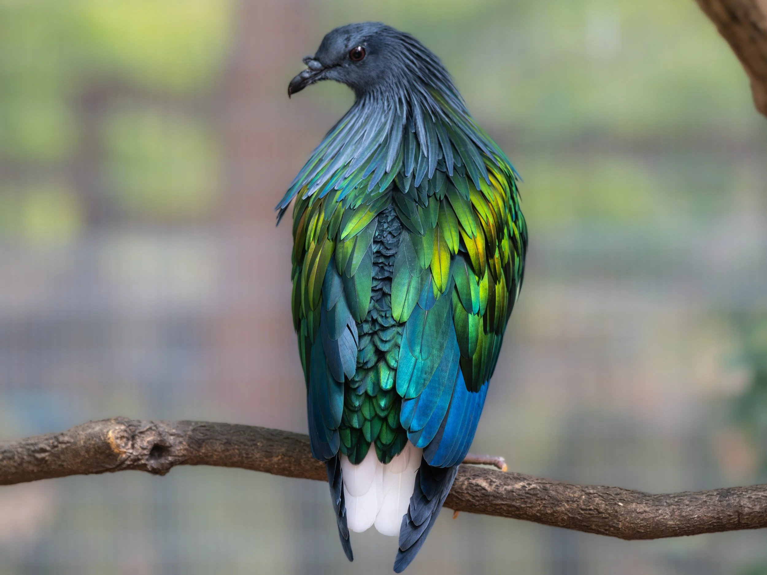 Nicobar Pigeon at Mill Mountain Zoo