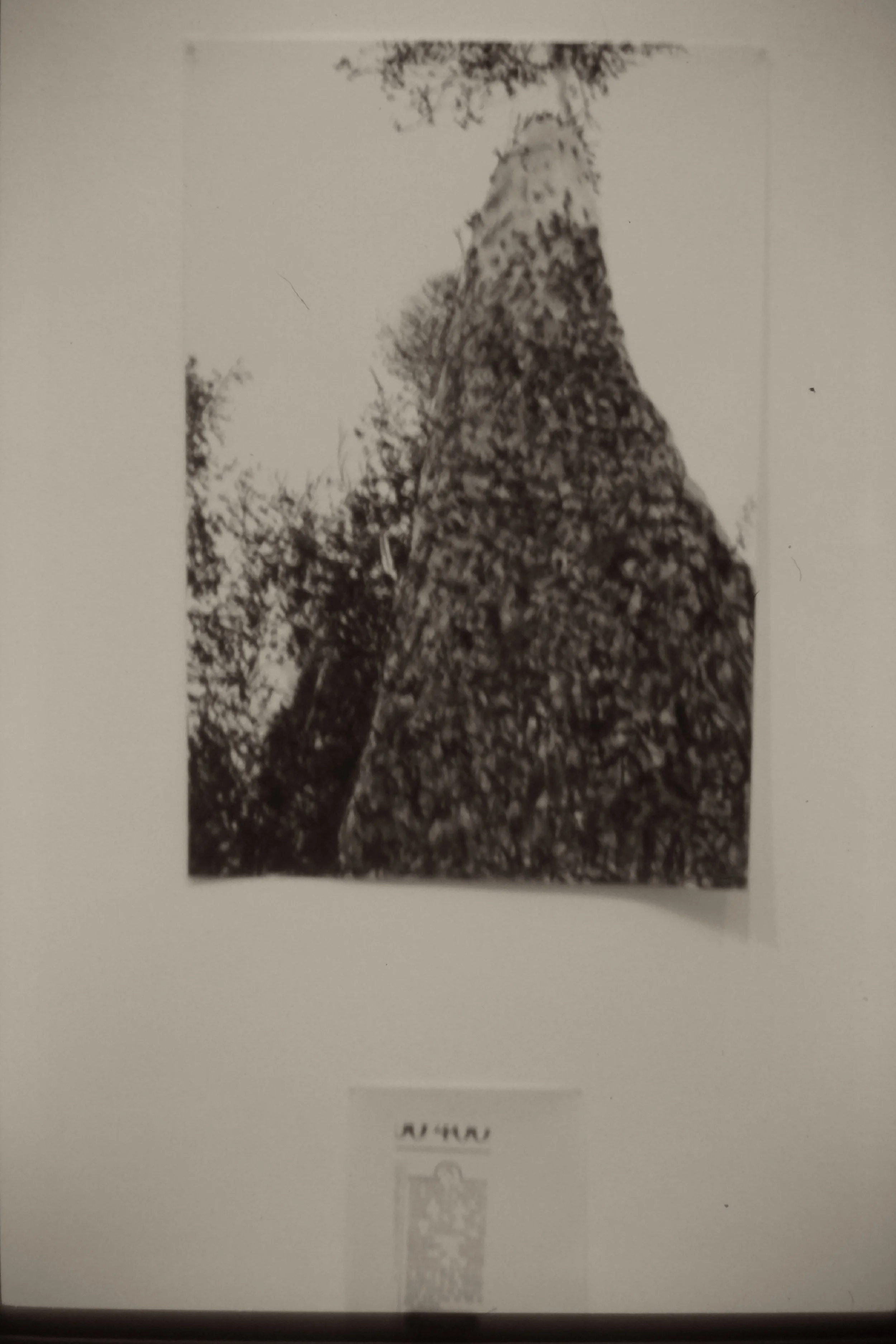 Obituary to a Forest