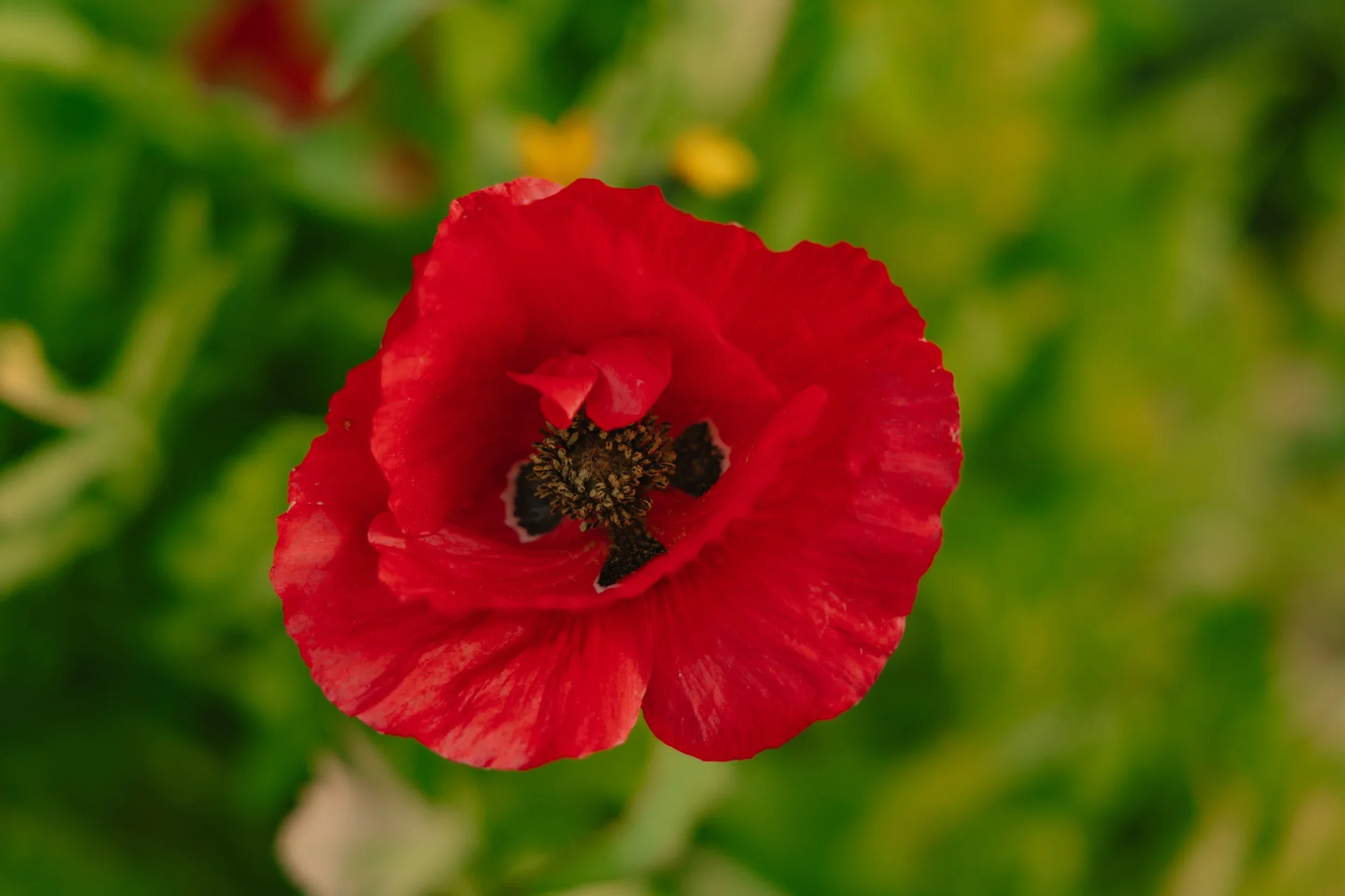 15 Stems