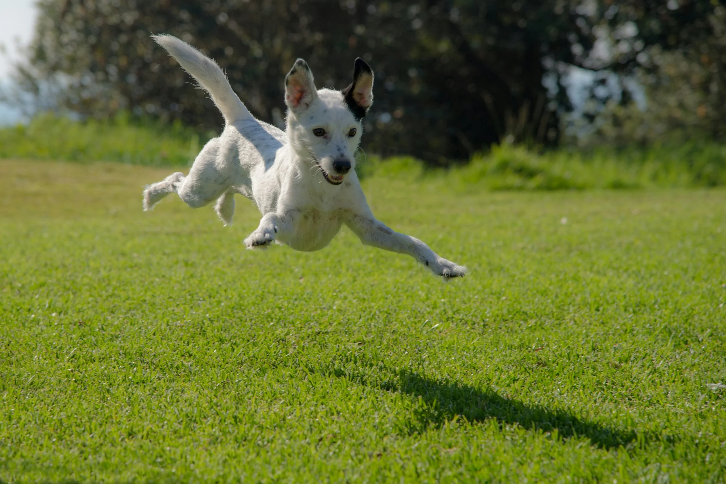 Zoomie Breaker Package