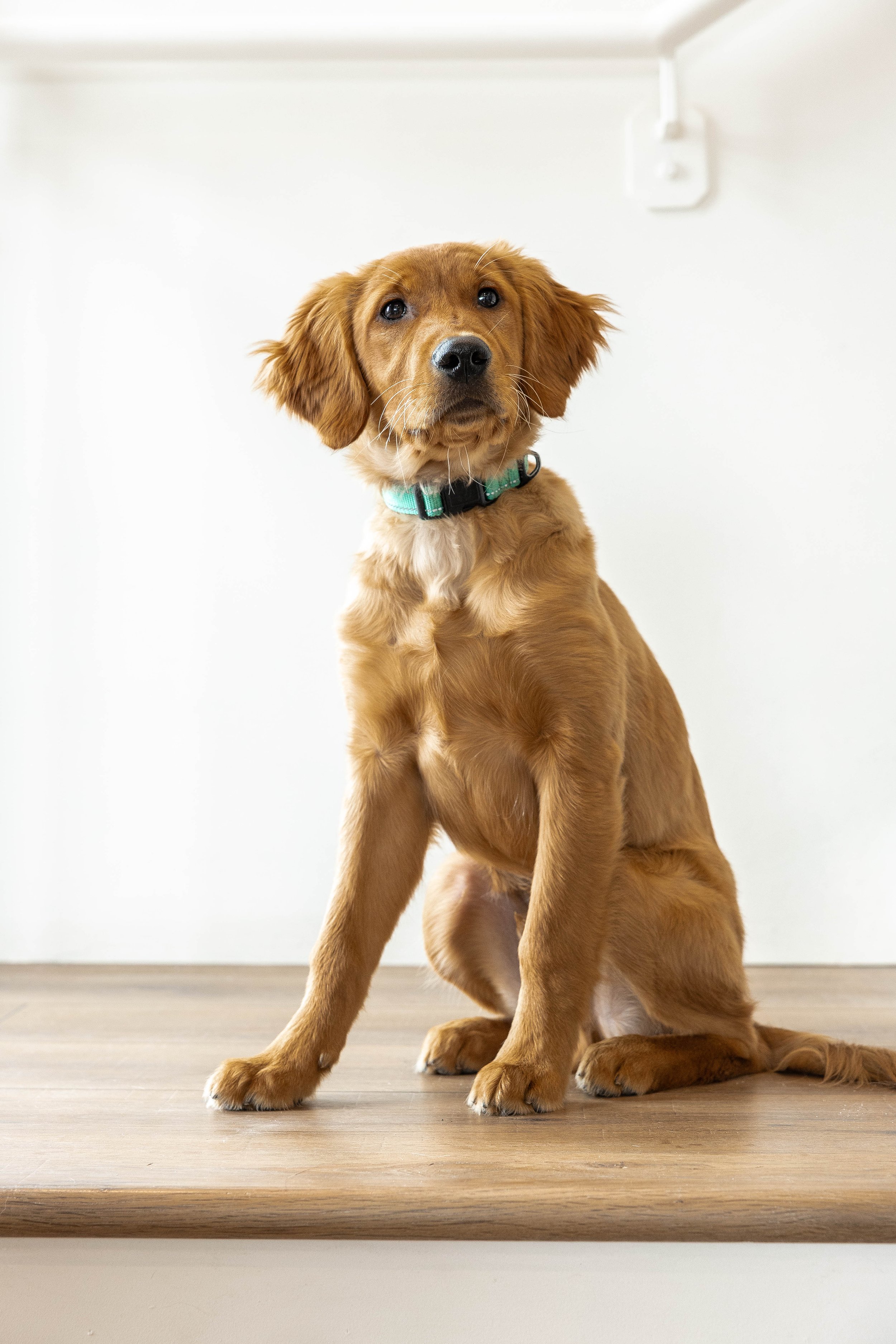 A golden retriever puppy sitting on a wooden floor, looking directly at the camera with a curious expression.