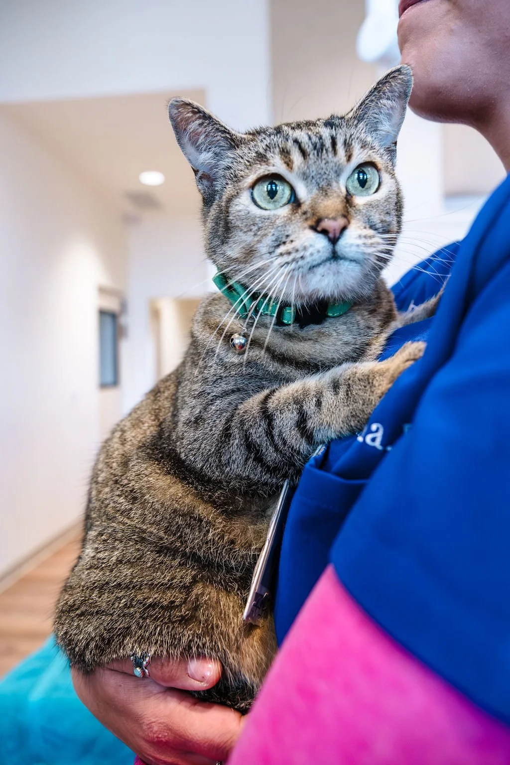 A close-up of a tabby cat with green eyes and a green collar being held by a person in blue and pink scrubs.