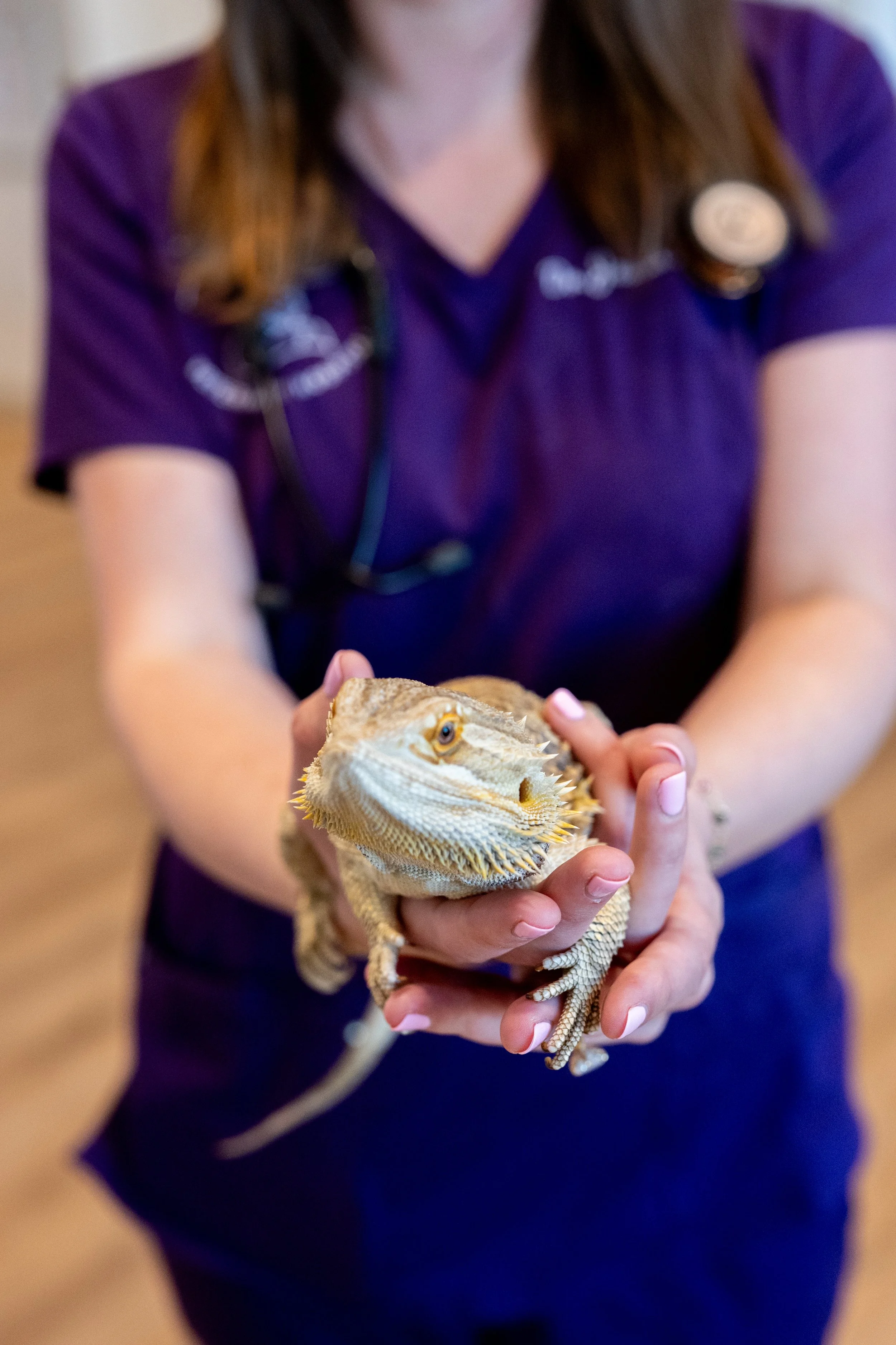 A person in a purple uniform holding a bearded dragon lizard with beige and yellow scales.