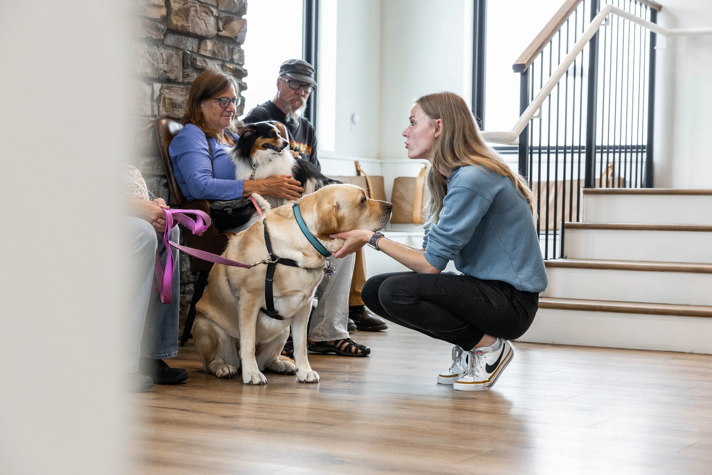 Advanced Veterinary Internal Medicine Services Now Available at Fox Run