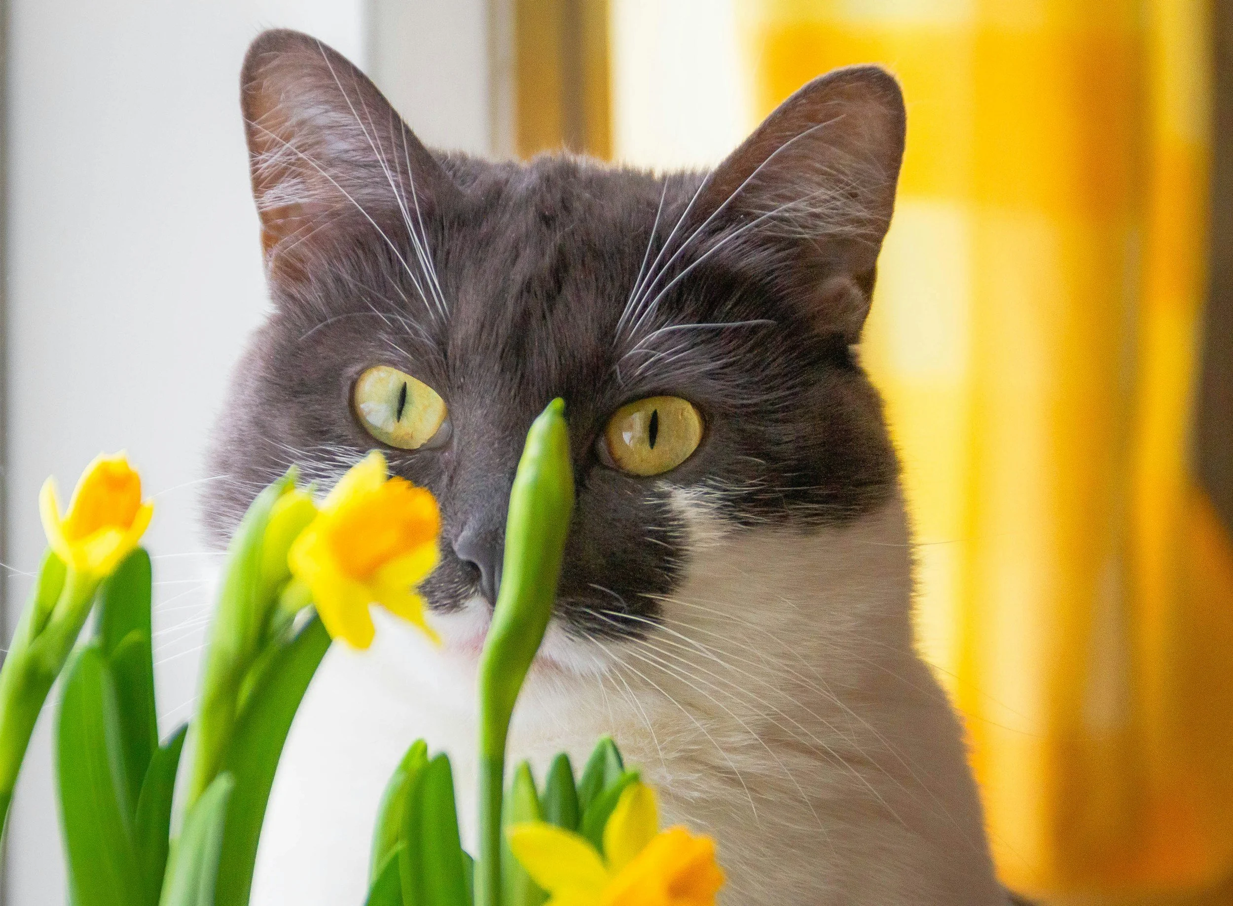 Easter Pet Safety: Common Pet Poisons and What to Do