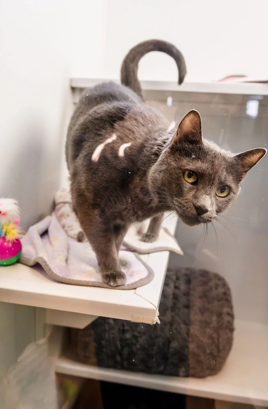 Gray cat with yellow eyes standing on a white perch, looking intently at the camera, with a colorful toy on the side.