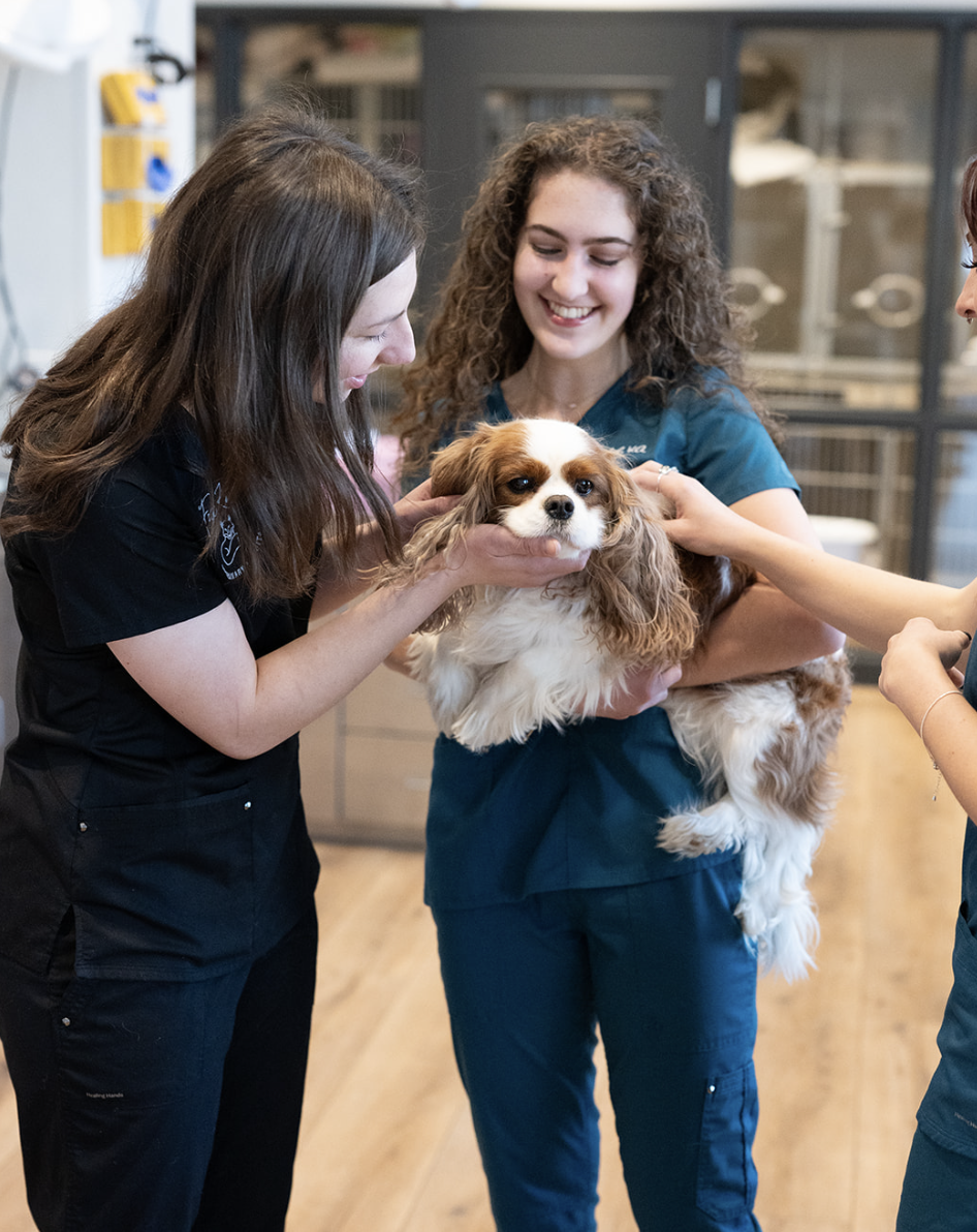 Two women in veterinary scrubs gently examining a small Cavalier King Charles Spaniel, smiling in a veterinary clinic.