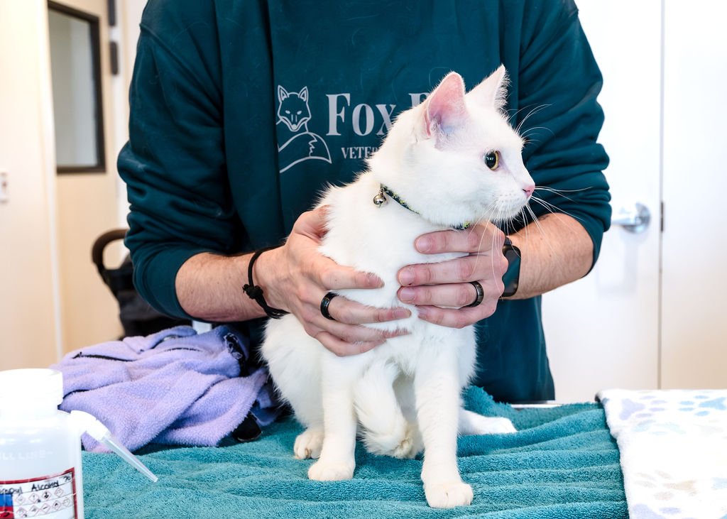 A veterinarian holding a white cat on an examination table inside a veterinary clinic.