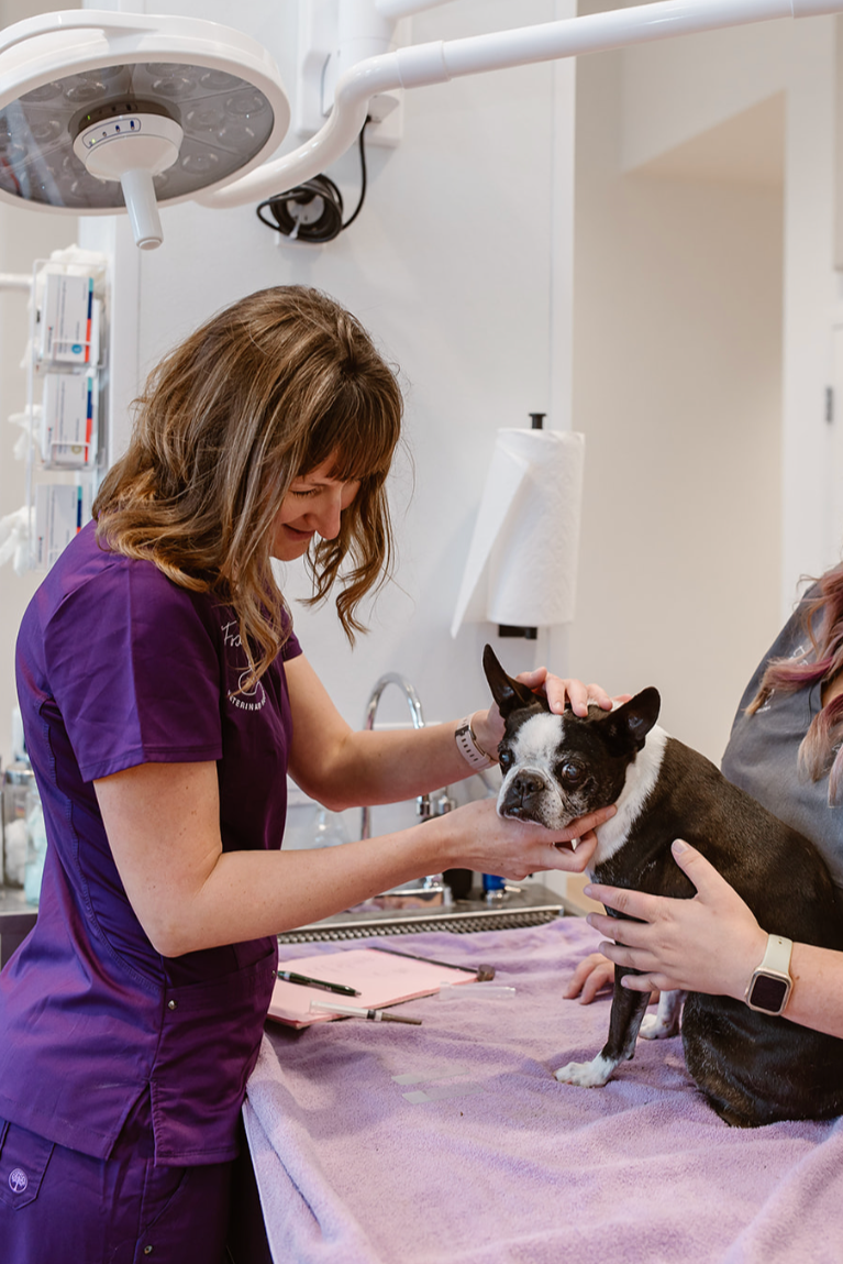 A veterinarian in purple scrubs examines a Boston Bulldog in a veterinary clinic, with a veterinarian tech holding the dog.