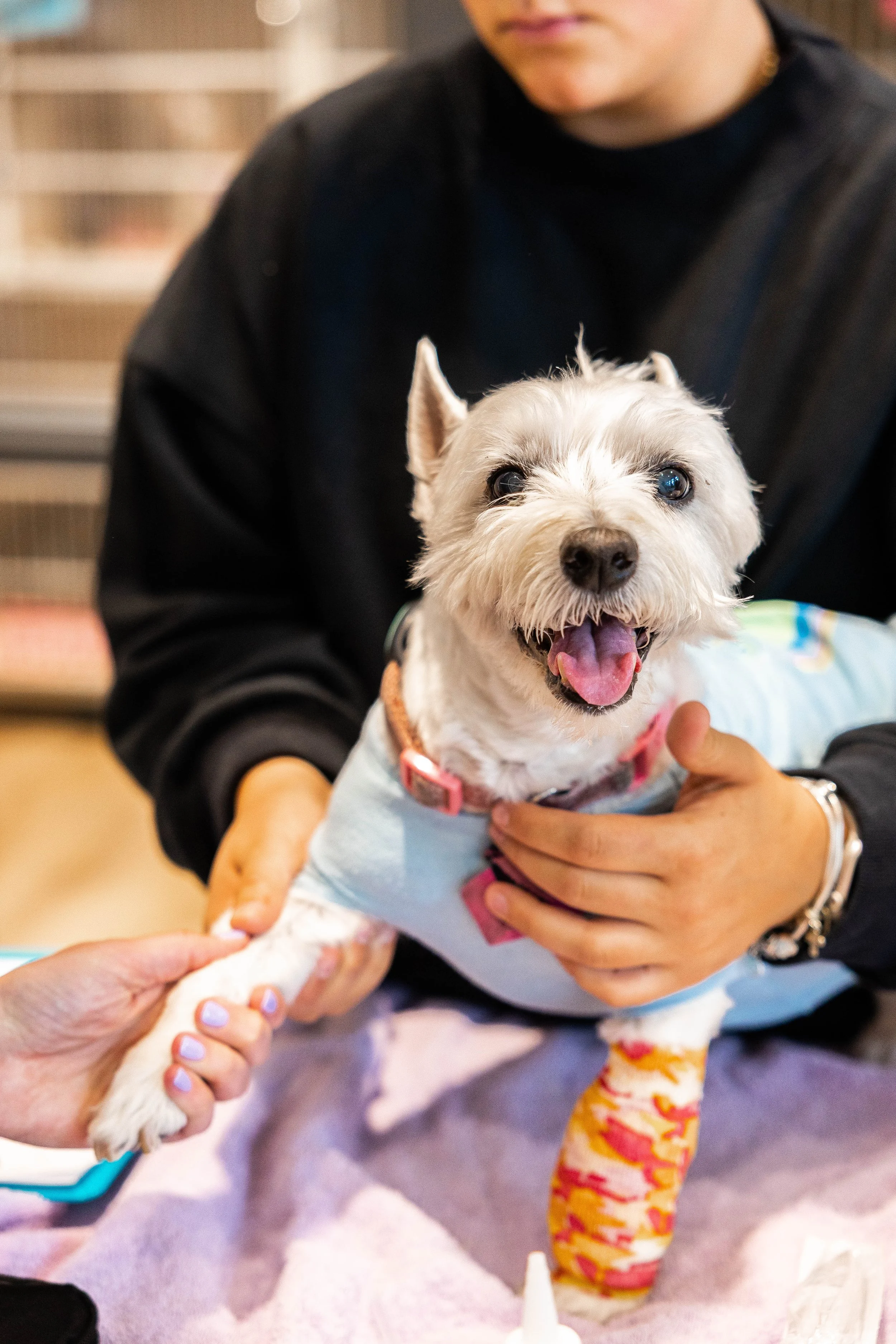 A person holding a small dog wearing a light blue shirt and colorful leggings, while another person is holding the dog's paw, in an indoor setting.