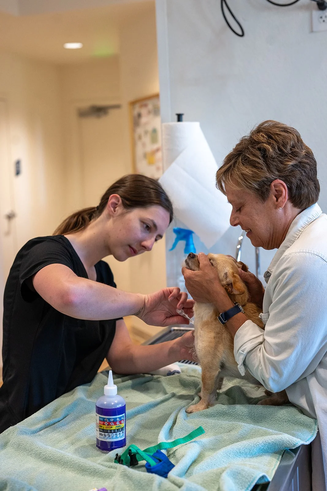 A veterinarian holds a small dog on an examination table, while a veterinary technician prepares a syringe for vaccination or medication.