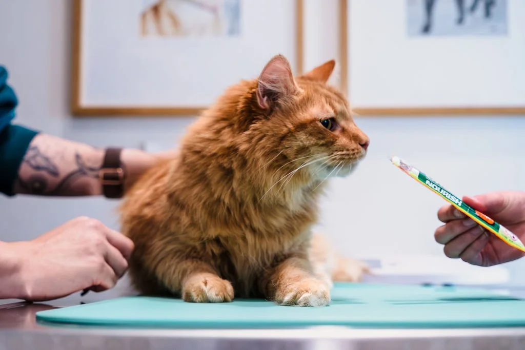 An orange tabby cat sitting on a veterinary examination table while a veterinarian prepares a syringe for a vaccination.