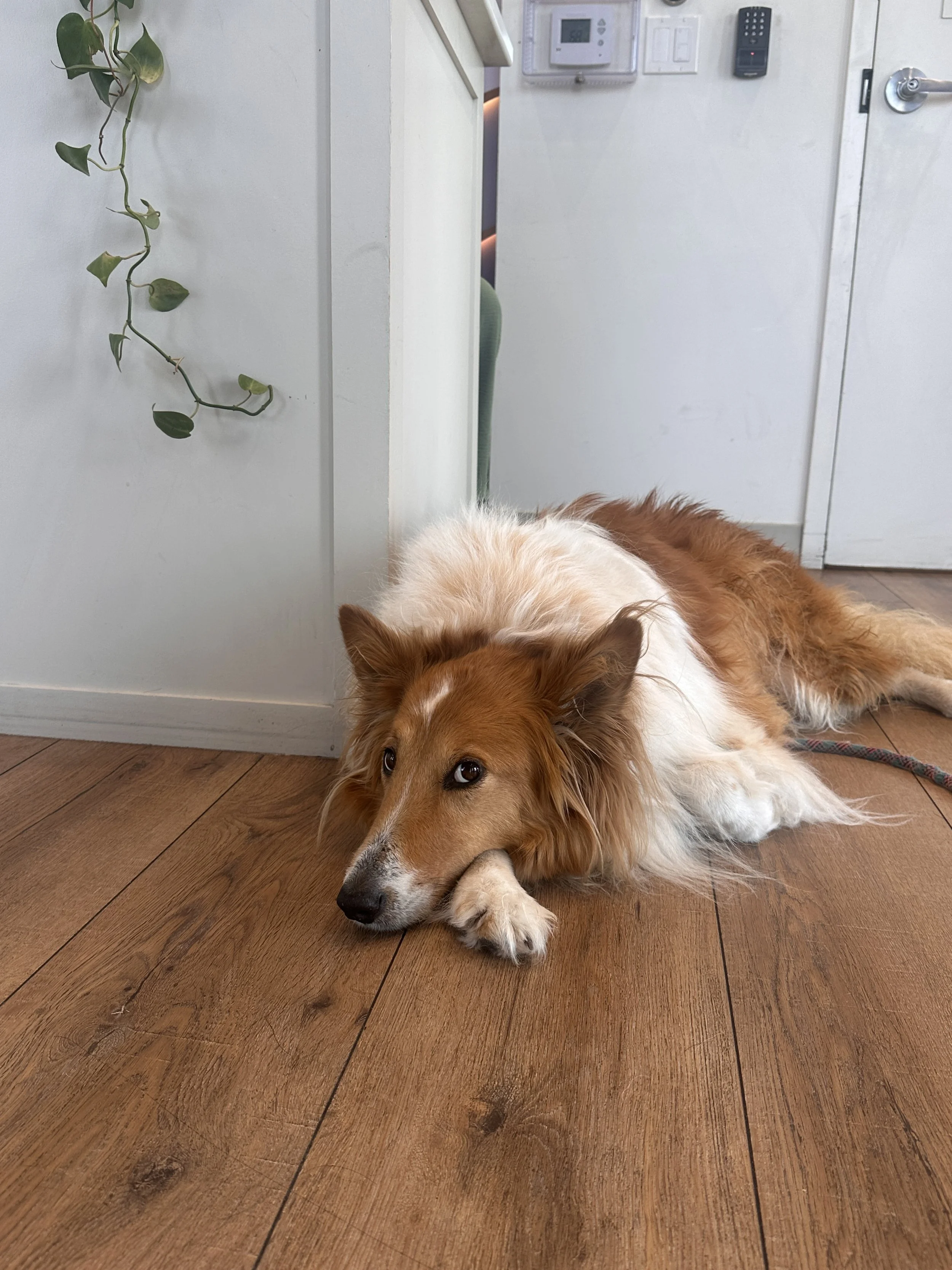 A dog lying on a wooden floor with a bone in its mouth, resting its head on its paws, near a white wall with a small vine plant hanging on it.