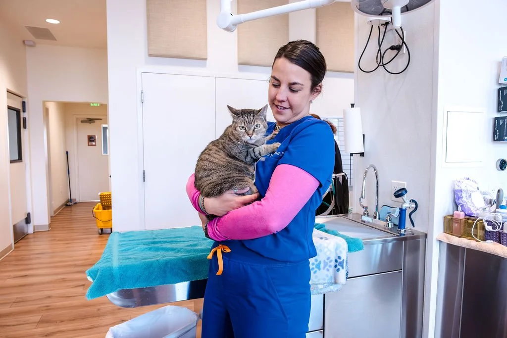A female veterinary professional in scrubs holding a tabby cat inside a veterinary clinic examination room.