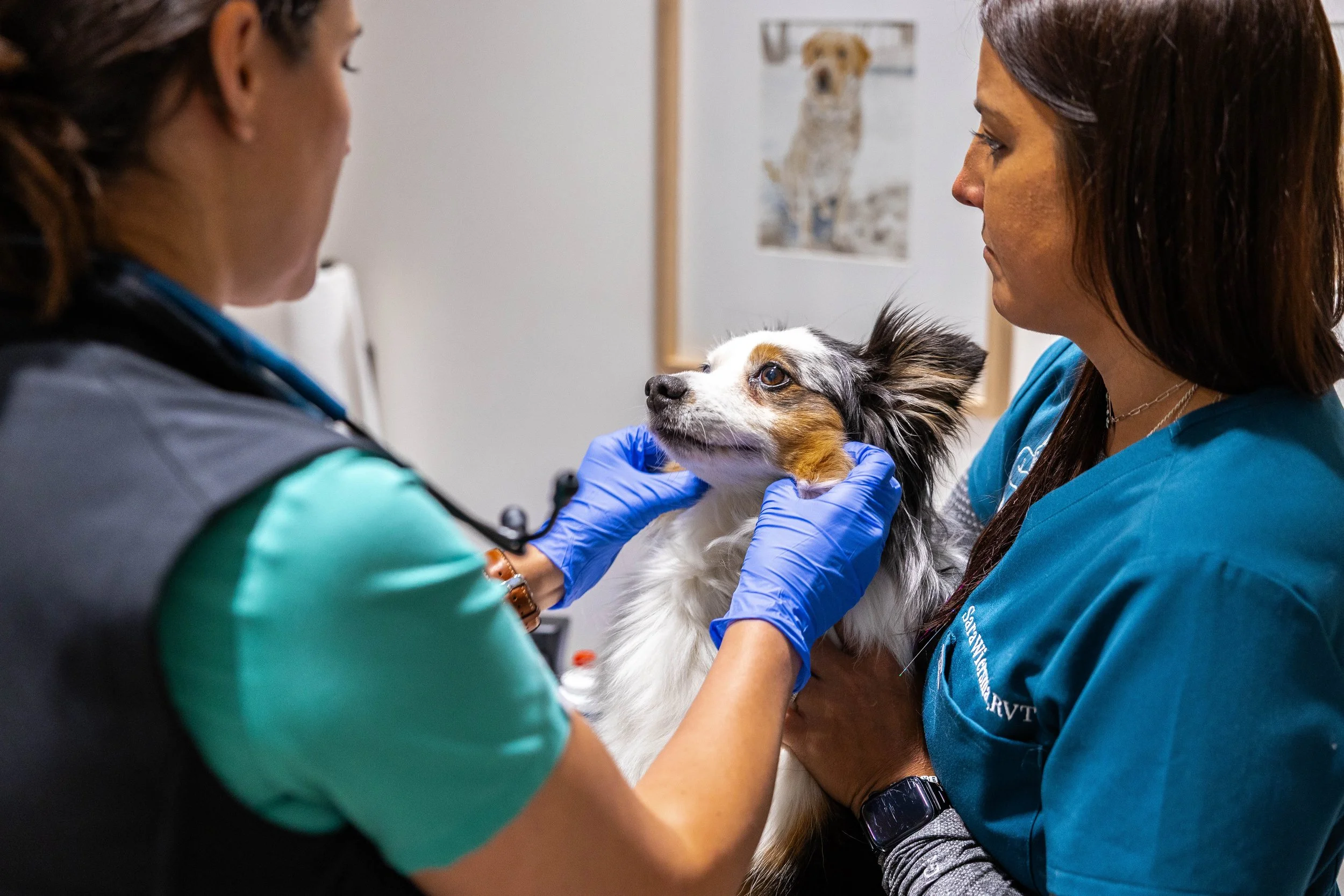 Veterinarian and assistant examining an Australian Shepherd dog in a veterinary clinic.