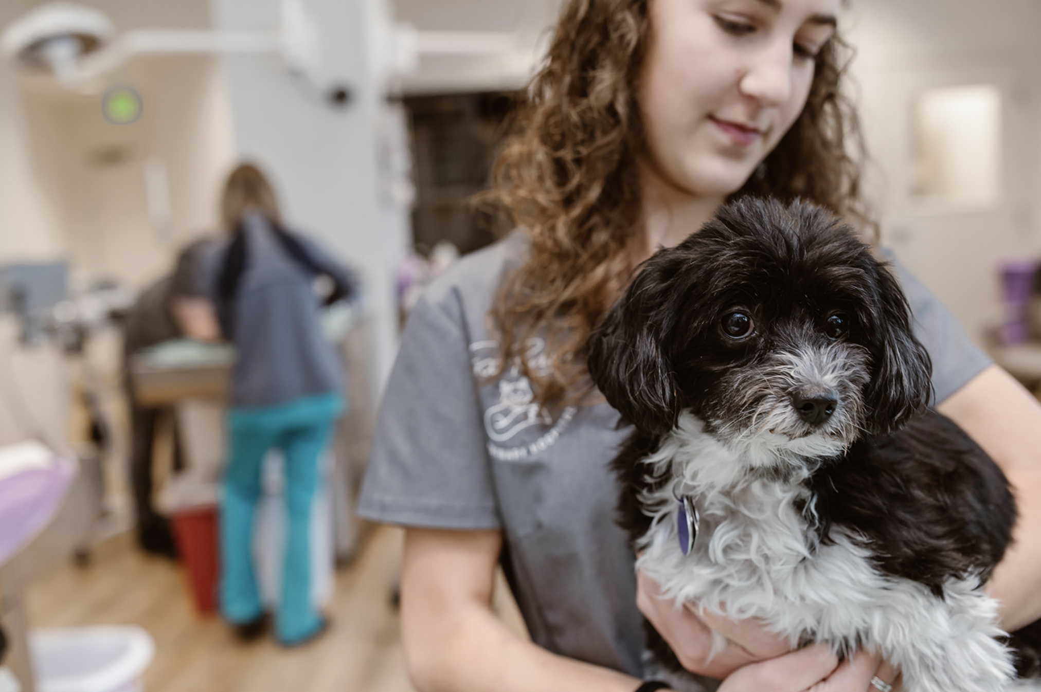 A young woman with curly hair holding a black and white fluffy puppy in a veterinary clinic or pet hospital.
