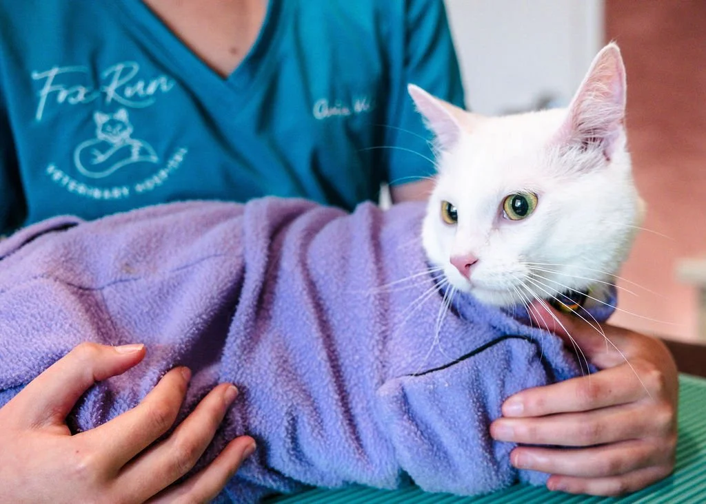 A white cat with green eyes being held by a person in a purple fleece. The person is wearing a blue shirt with white text and a logo.