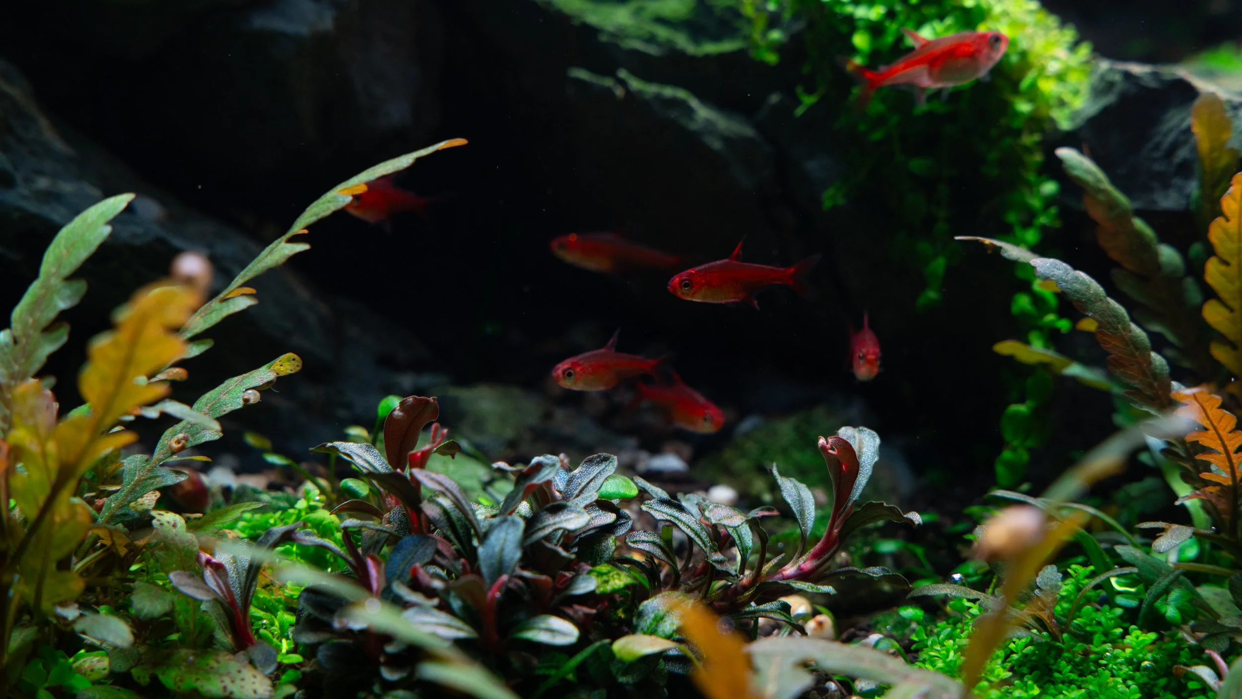 A7C08030.jpg