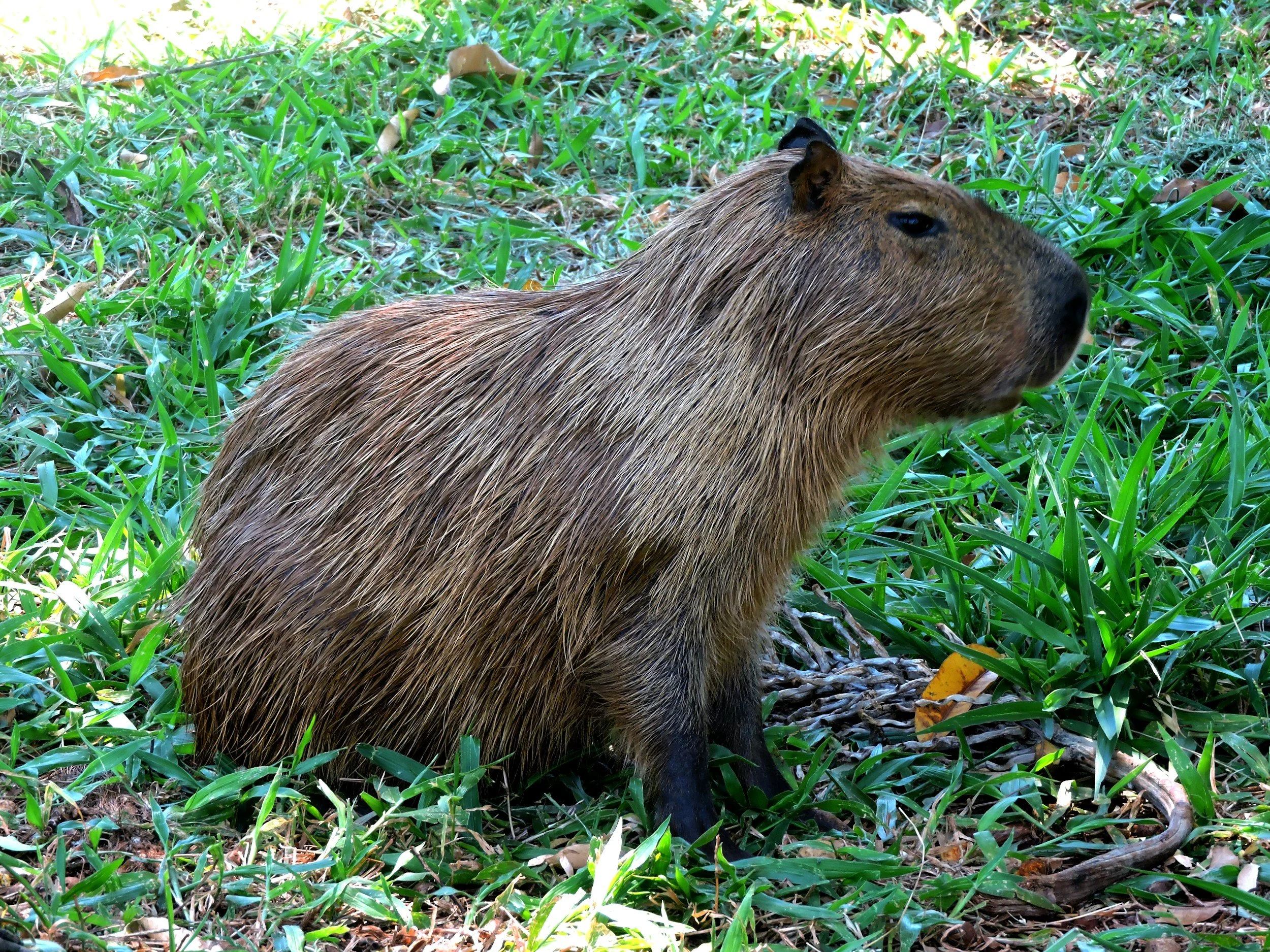 Meet a capybara at Creature Features in Athens, Tennessee, then get acquainted with some equally unexpected neighbors, including kangaroos, wallabies, porcupines, and alpacas, on a small-group guided tour.