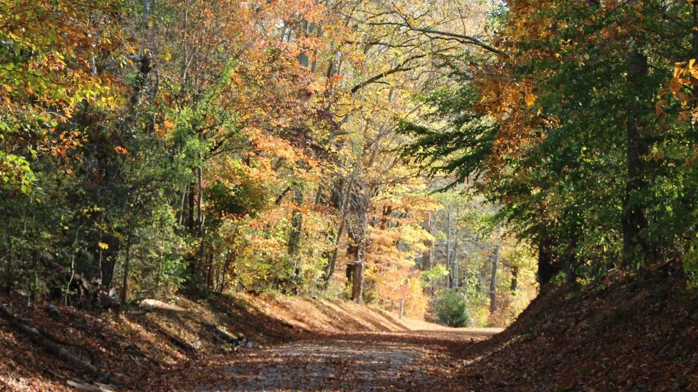 A quiet morning walk is closer than you think. The Eureka Trail runs behind Ramble Creek, winding beneath a canopy of trees that turns gold and copper in fall. 