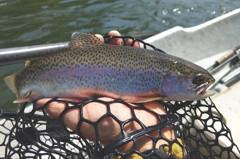 A rainbow trout shows its colors on the Hiwassee River, where a morning of fishing gives your wedding weekend a quieter kind of adventure.