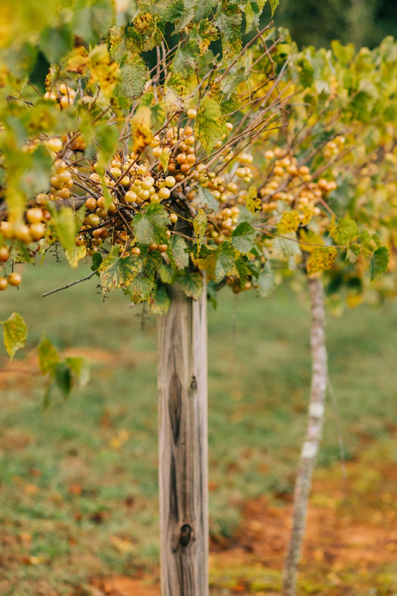 A cluster of yellow grapes hanging from a vine, surrounded by green and yellow leaves, with a wooden stake supporting the vine in the background. Located at Ramble Creek wedding venue near Knoxville.