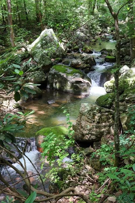 Gee Creek spills between moss-covered boulders into clear pools beneath a leafy canopy. Photo: ExploringChatt.com