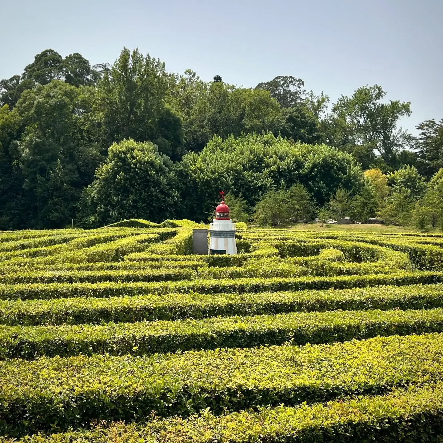 Visita al laberinto de laurel en el Jard&iacute;n Bot&aacute;nico Atl&aacute;ntico de Gij&oacute;n  @jbatlantico 🌱