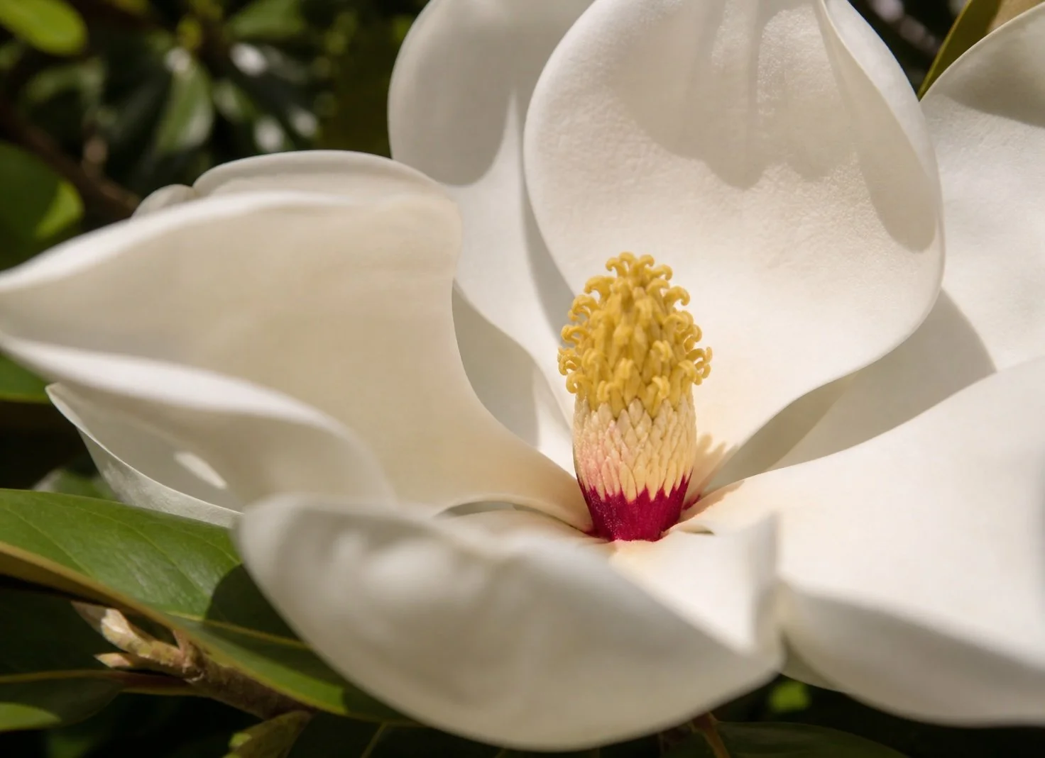 Flor de magnolio